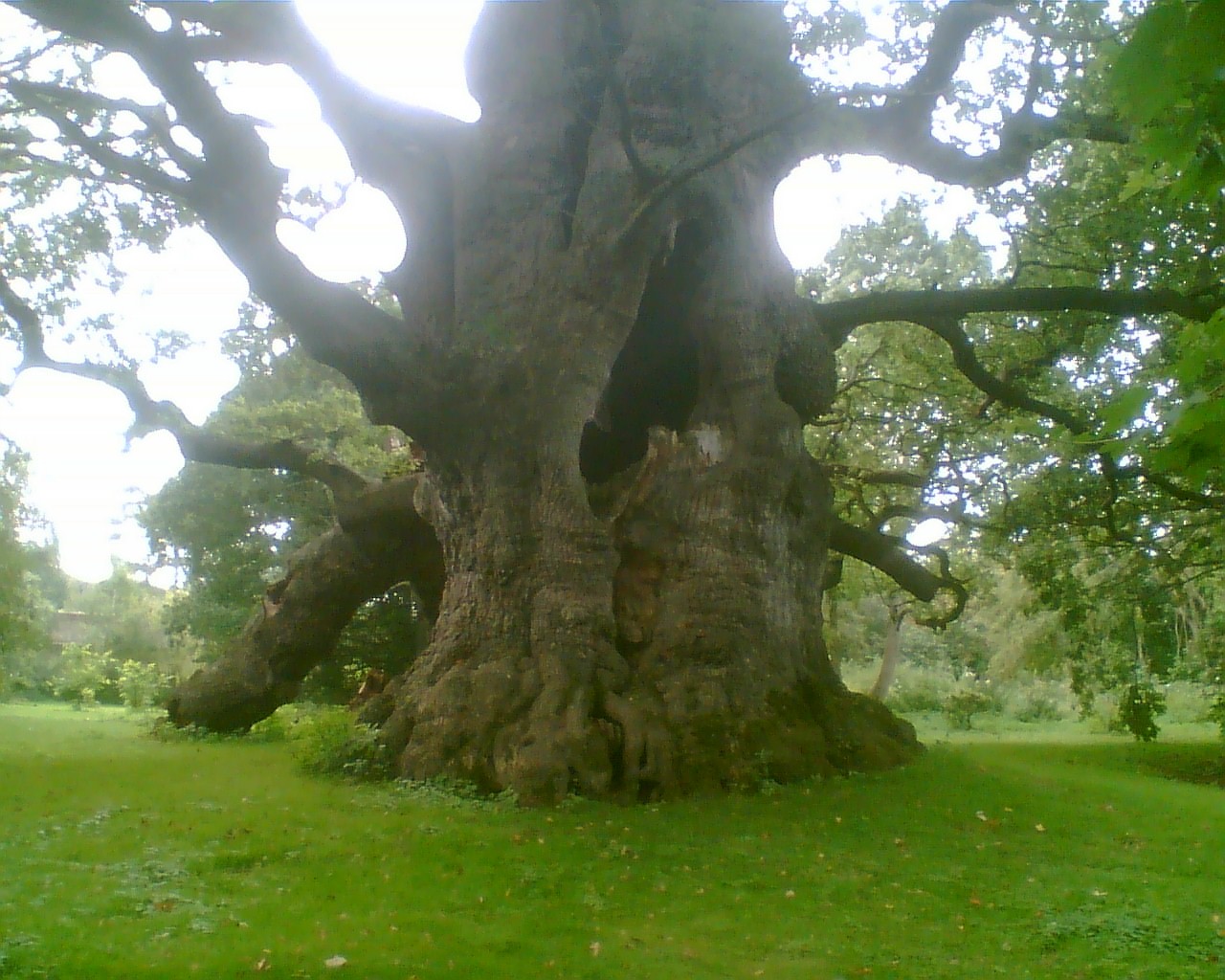 Самый старый дуб в мире