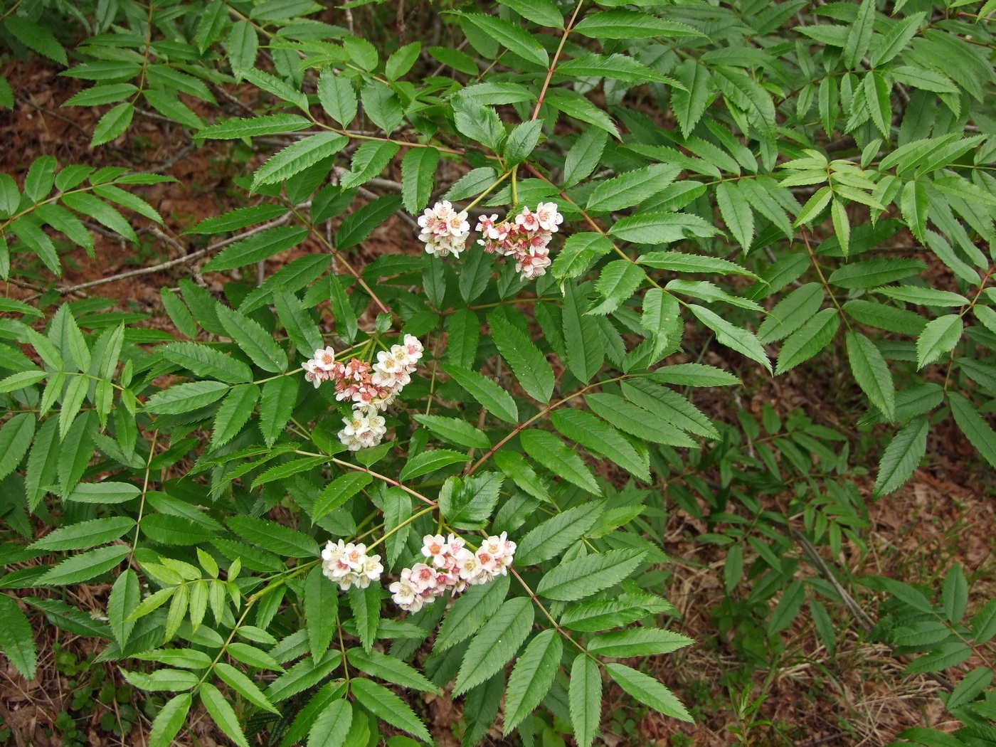Рябина бузинолистная Sorbus sambucifolia