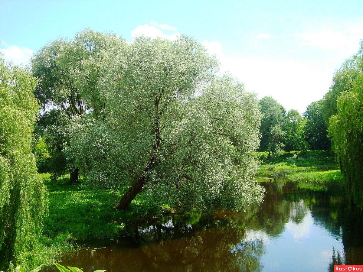 Ива белая (ветла) Salix Alba