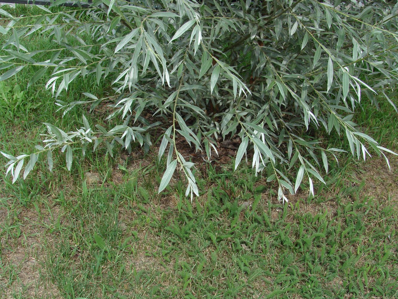 Ива белая шелковистая Salix Alba sericea