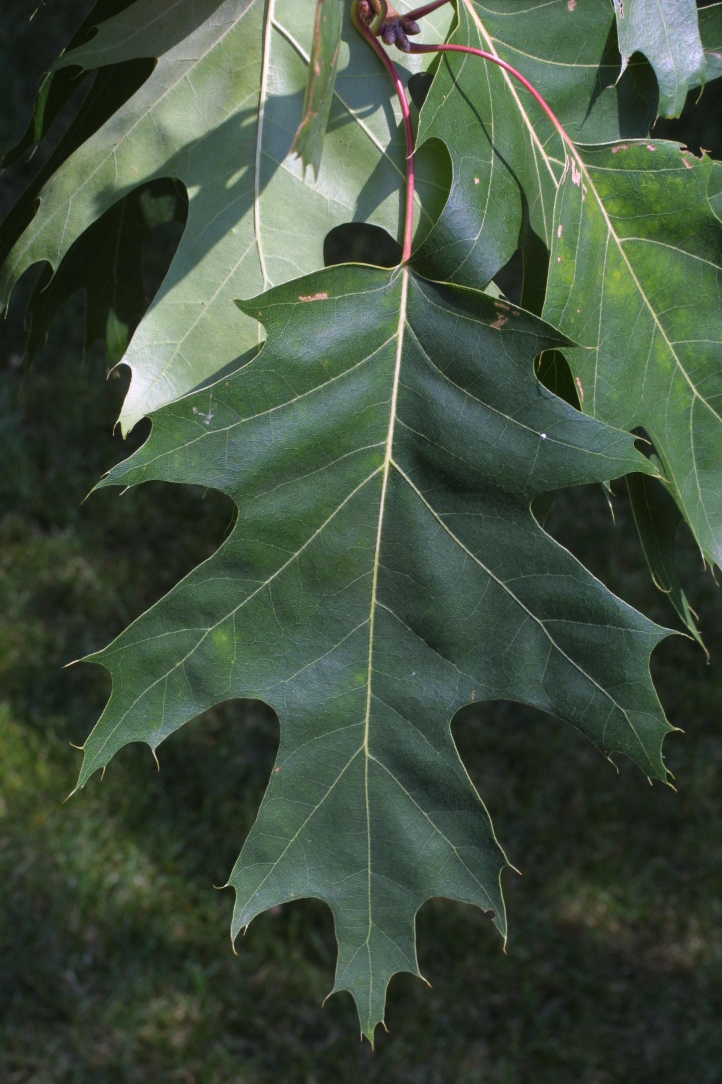 Дуб черешчатый (Quercus Robur)