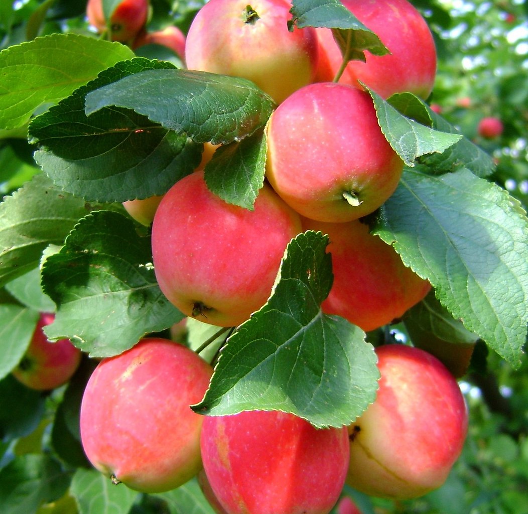 Яблоня малиновое Оберландское