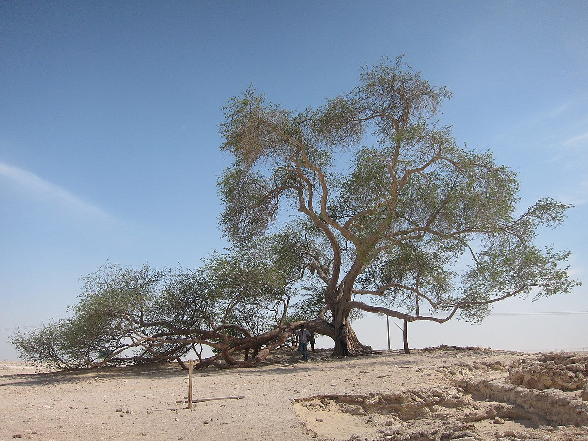 дерево жизни в бахрейне