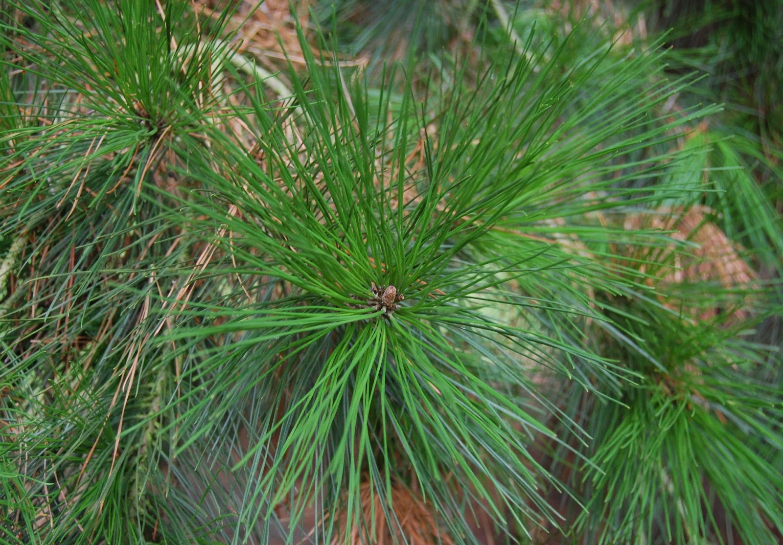 Сосны Pinus Radiata Чили