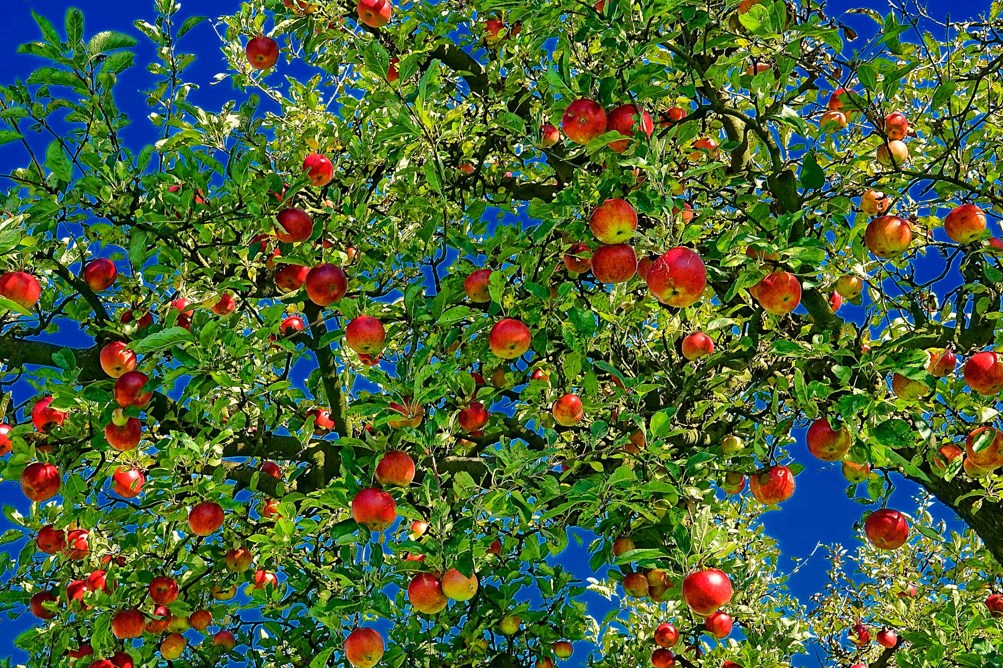 яблоня с плодами фото