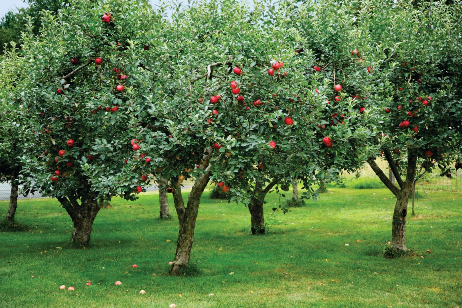 Низкорослые плодовые деревья яблони