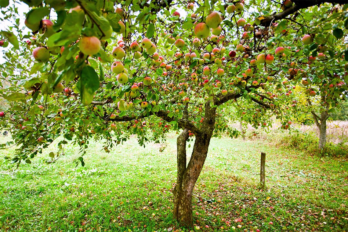 яблоня с плодами фото