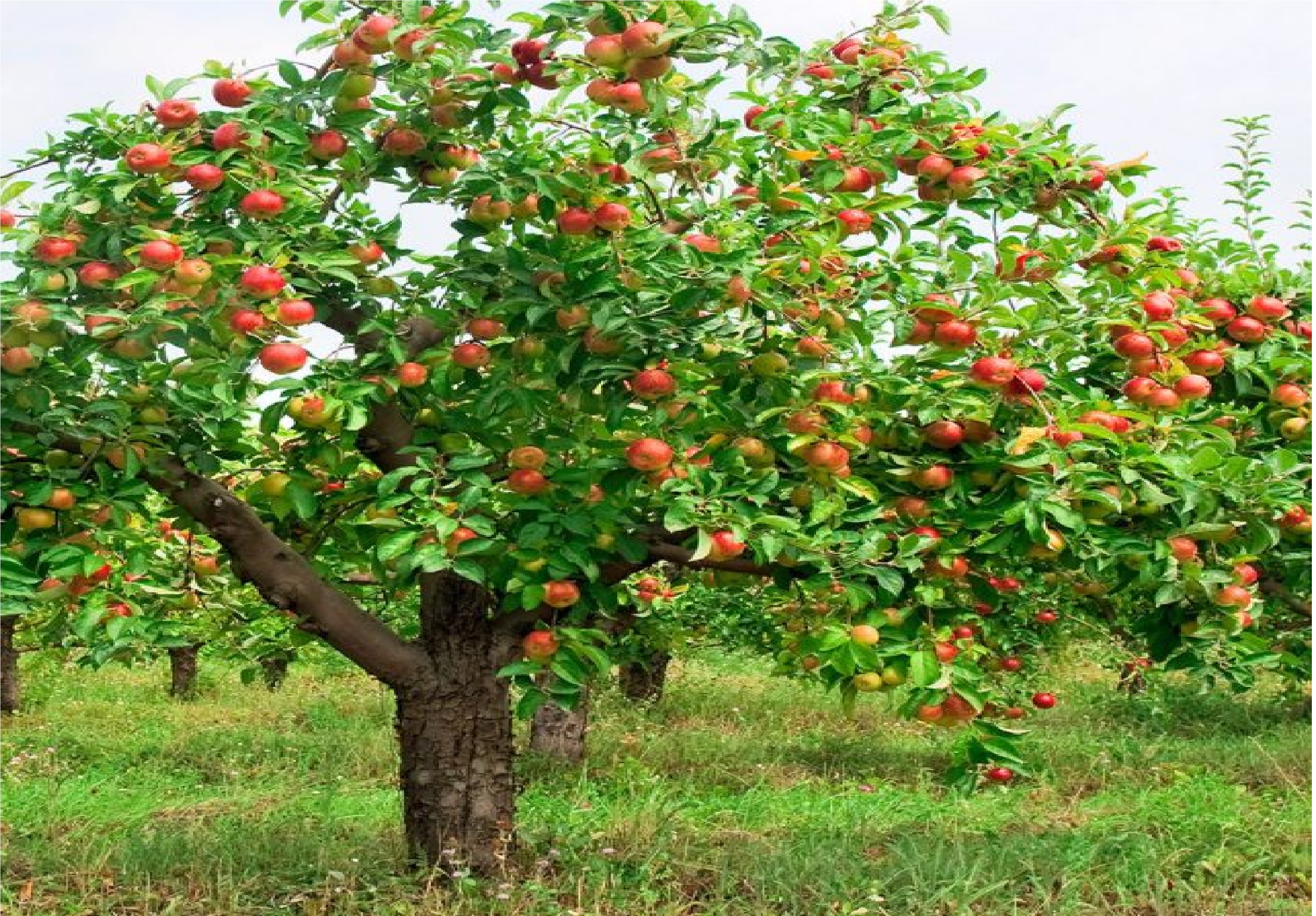 Карповское яблоня дерево