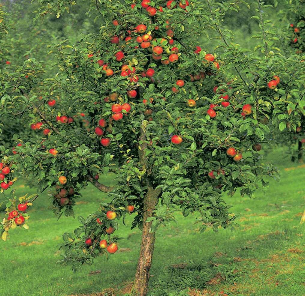 Яблоня Садовая дерево