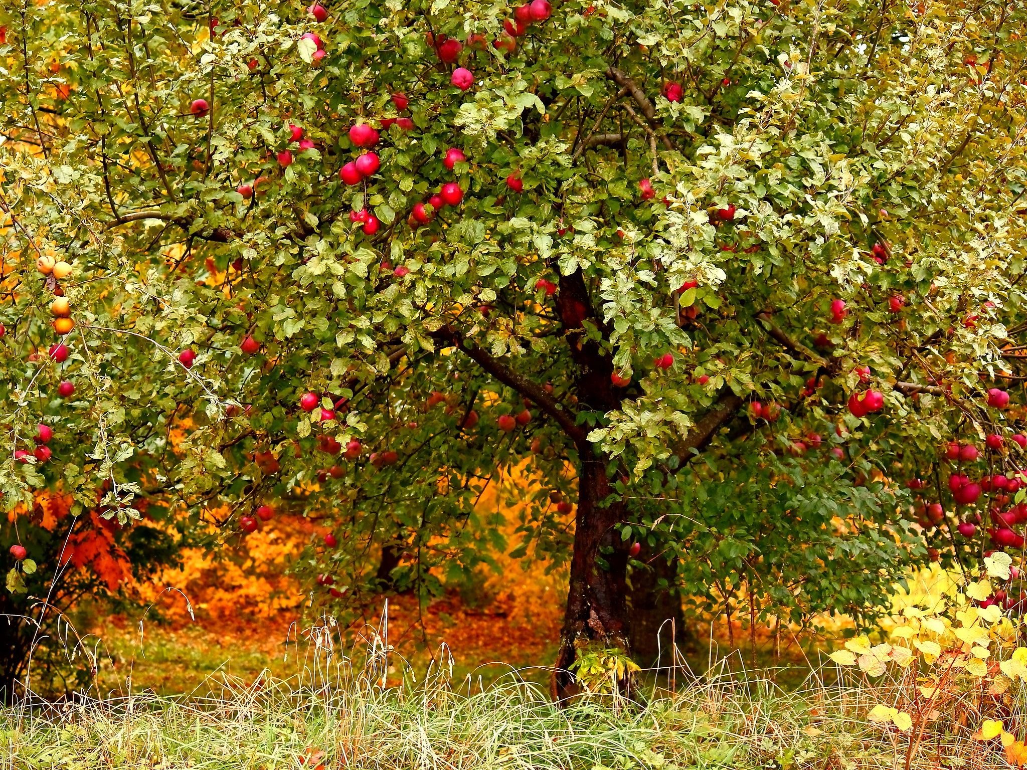 яблоки слетают с веток осень картинки
