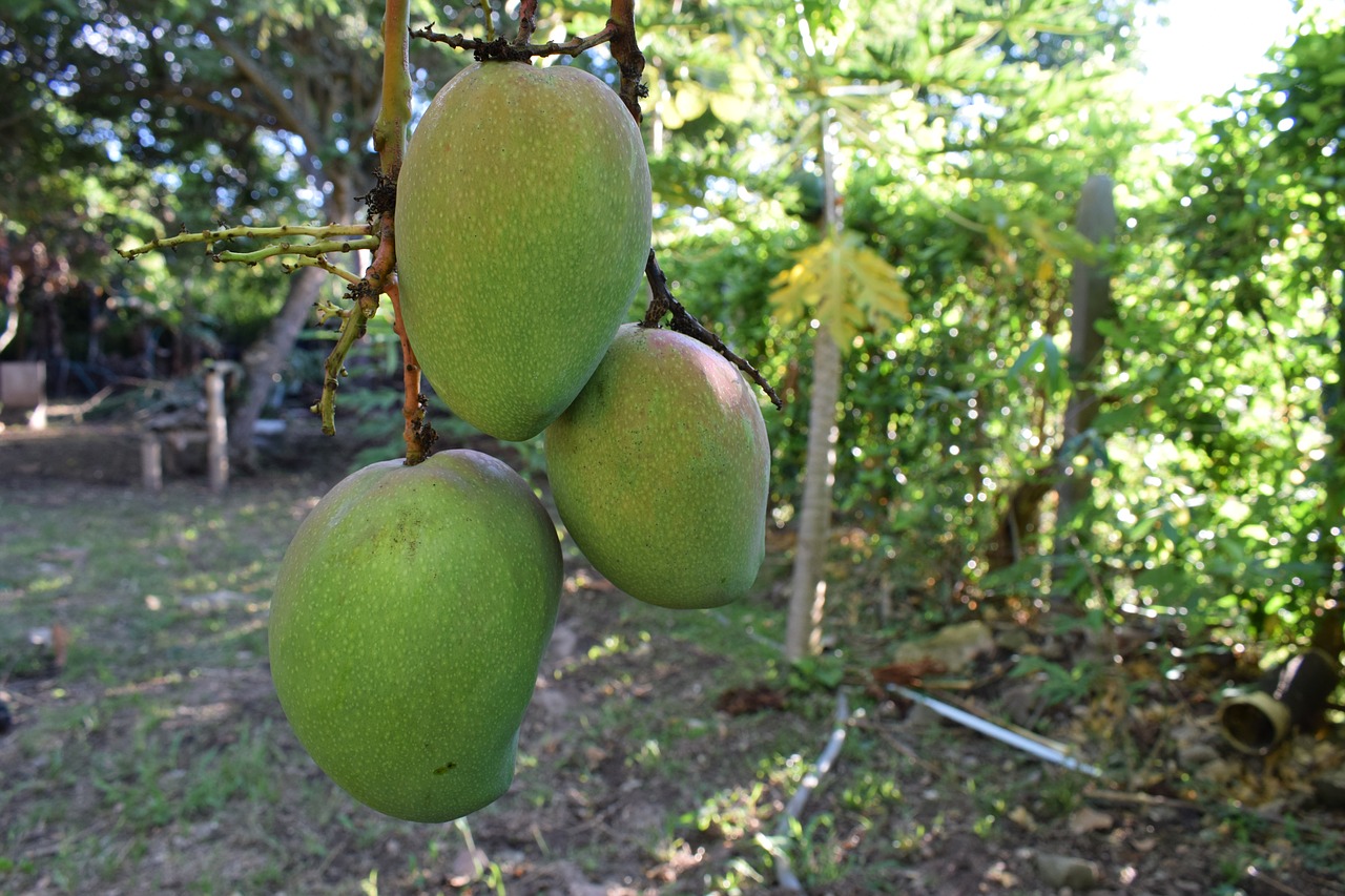 Платан фрукт Колумбия