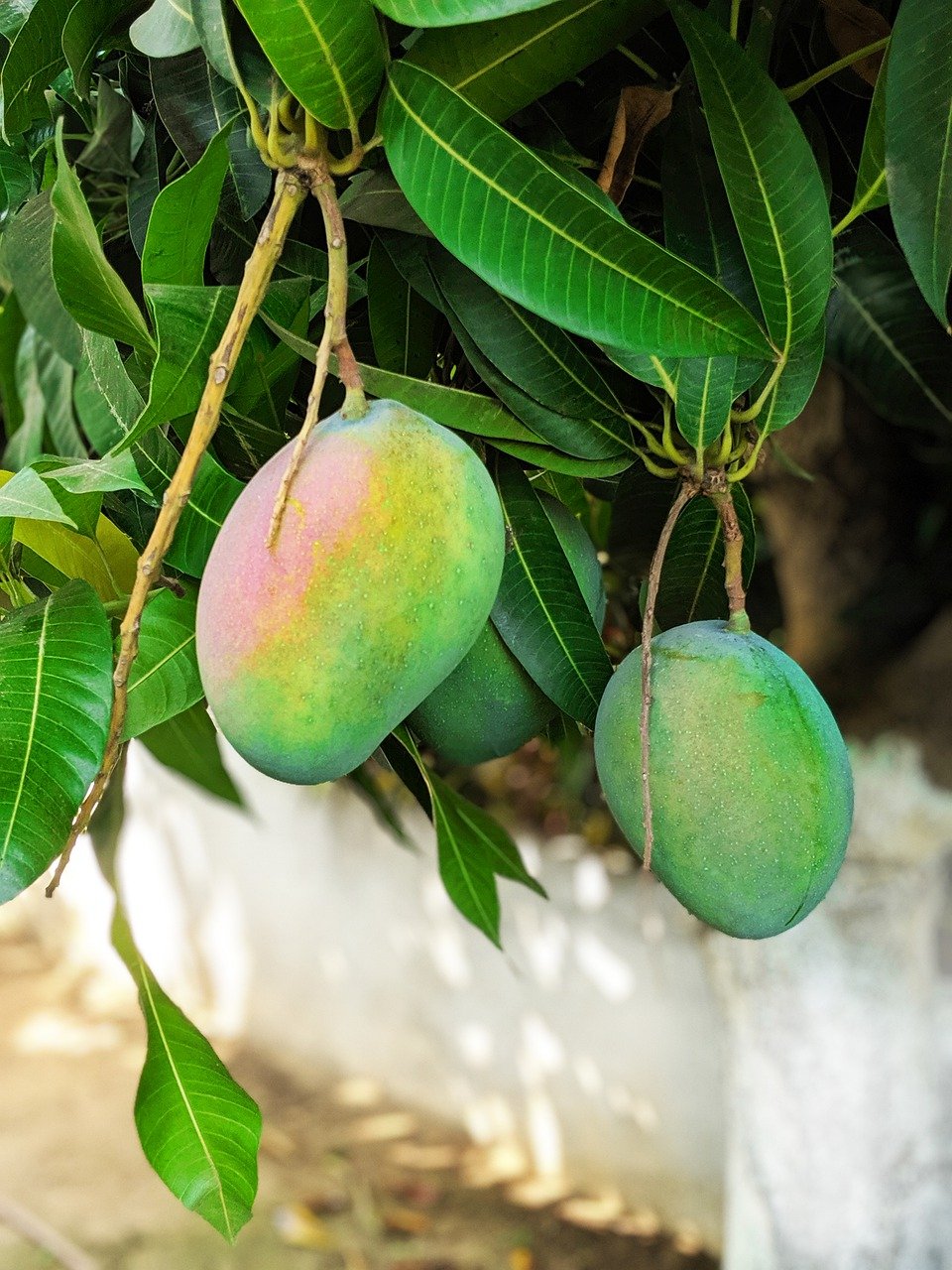 манго фрукт фото дерева