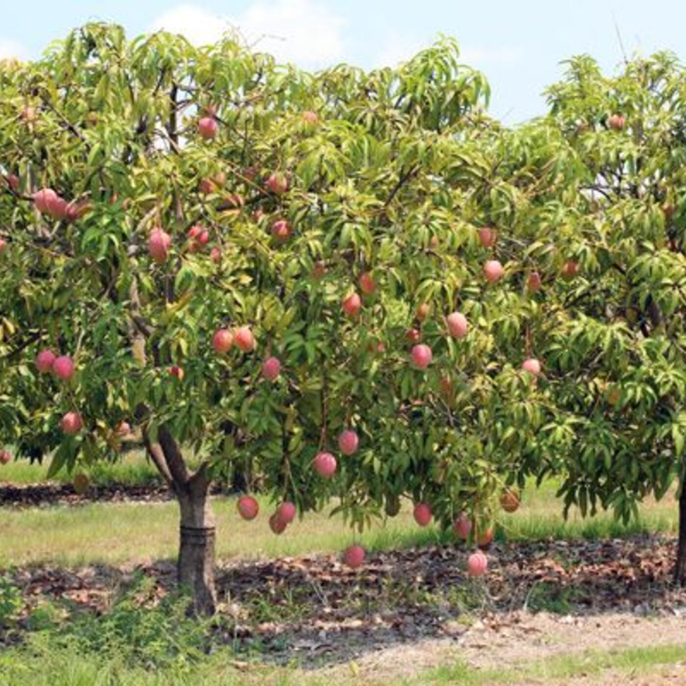 Дерево манго с плодами