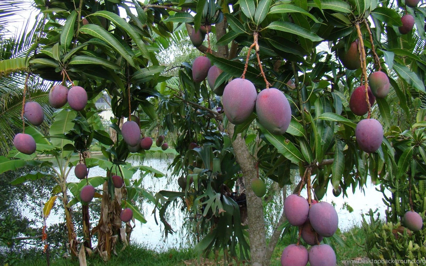 Египетское манго дерево