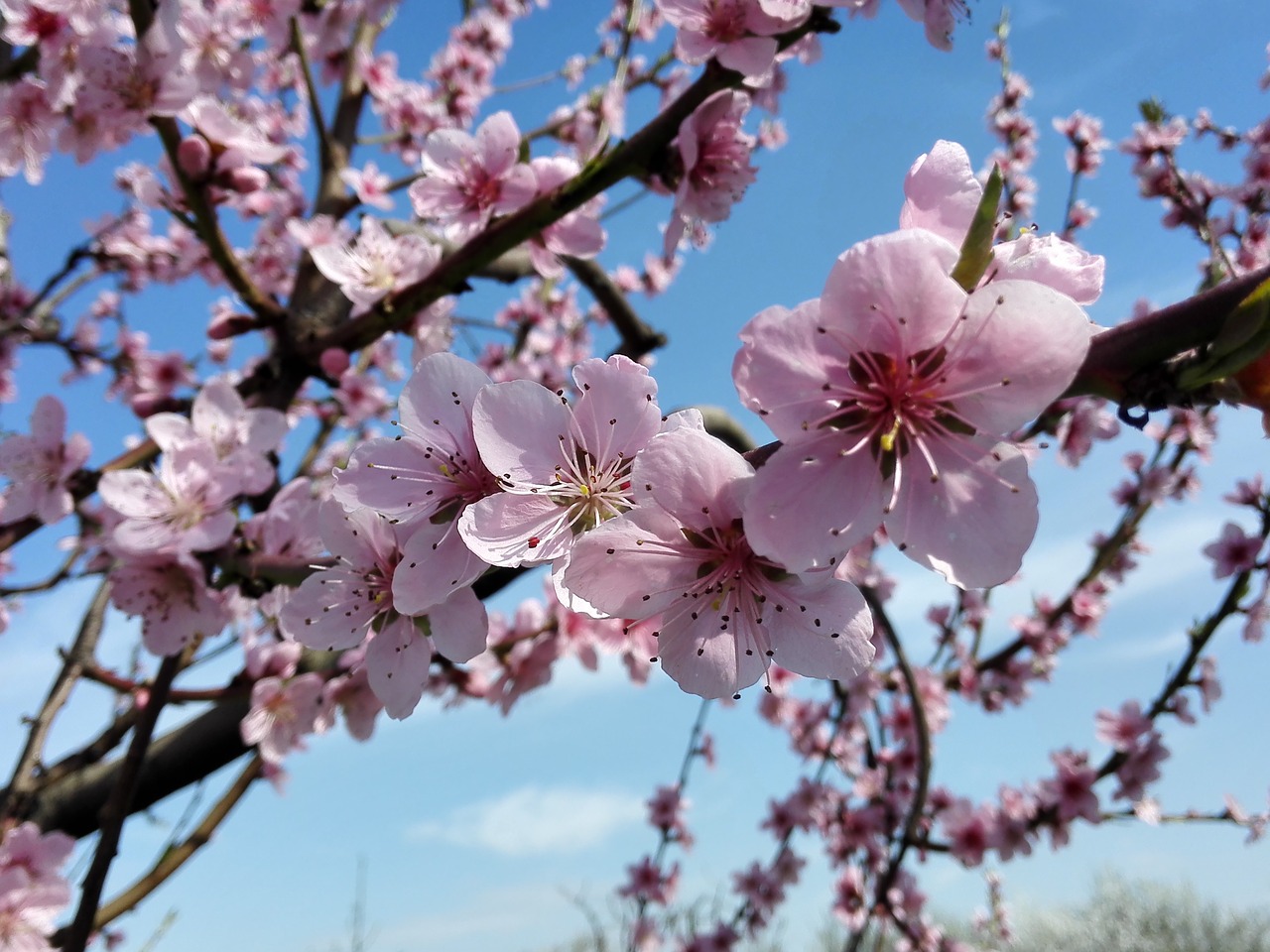 Цветки персикового дерева вблизи