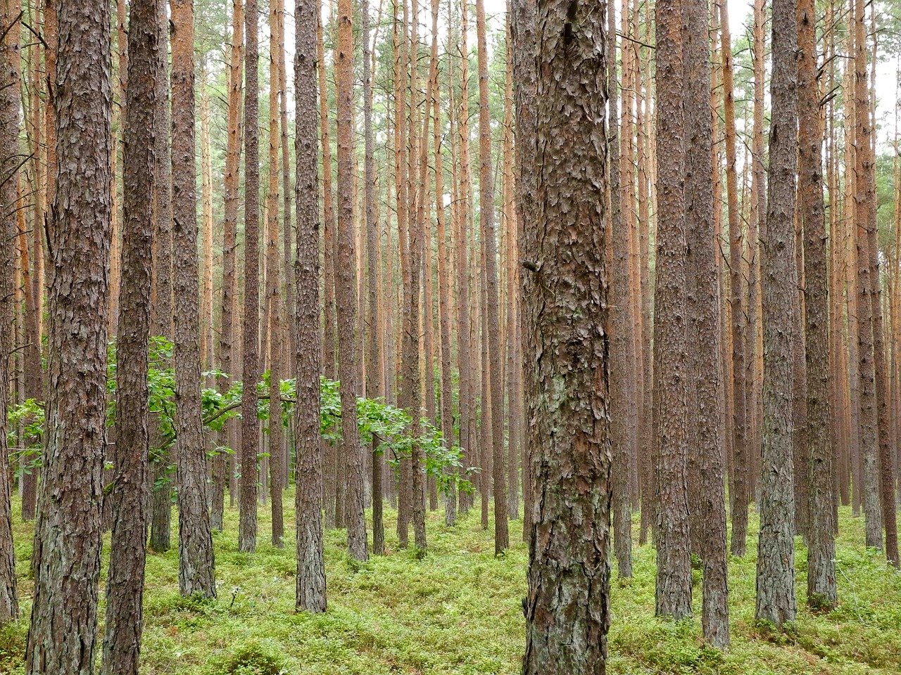 Ствол сосны