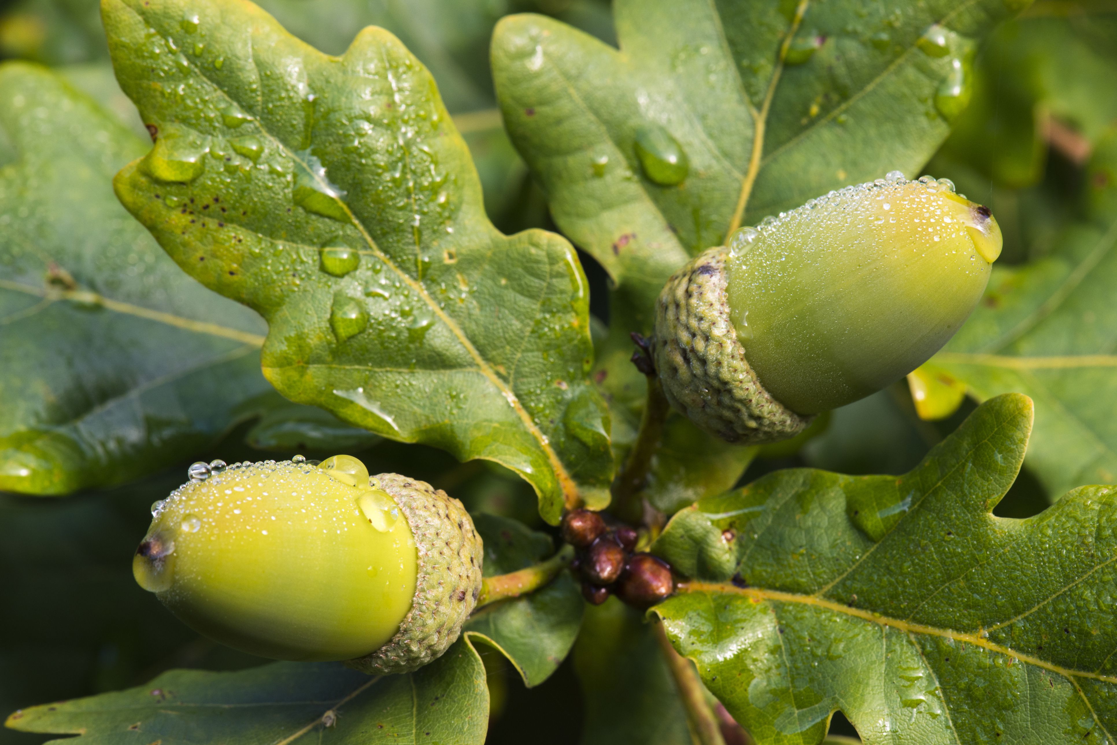 Дуб черешчатый с желудями(Quercus Robur l.)