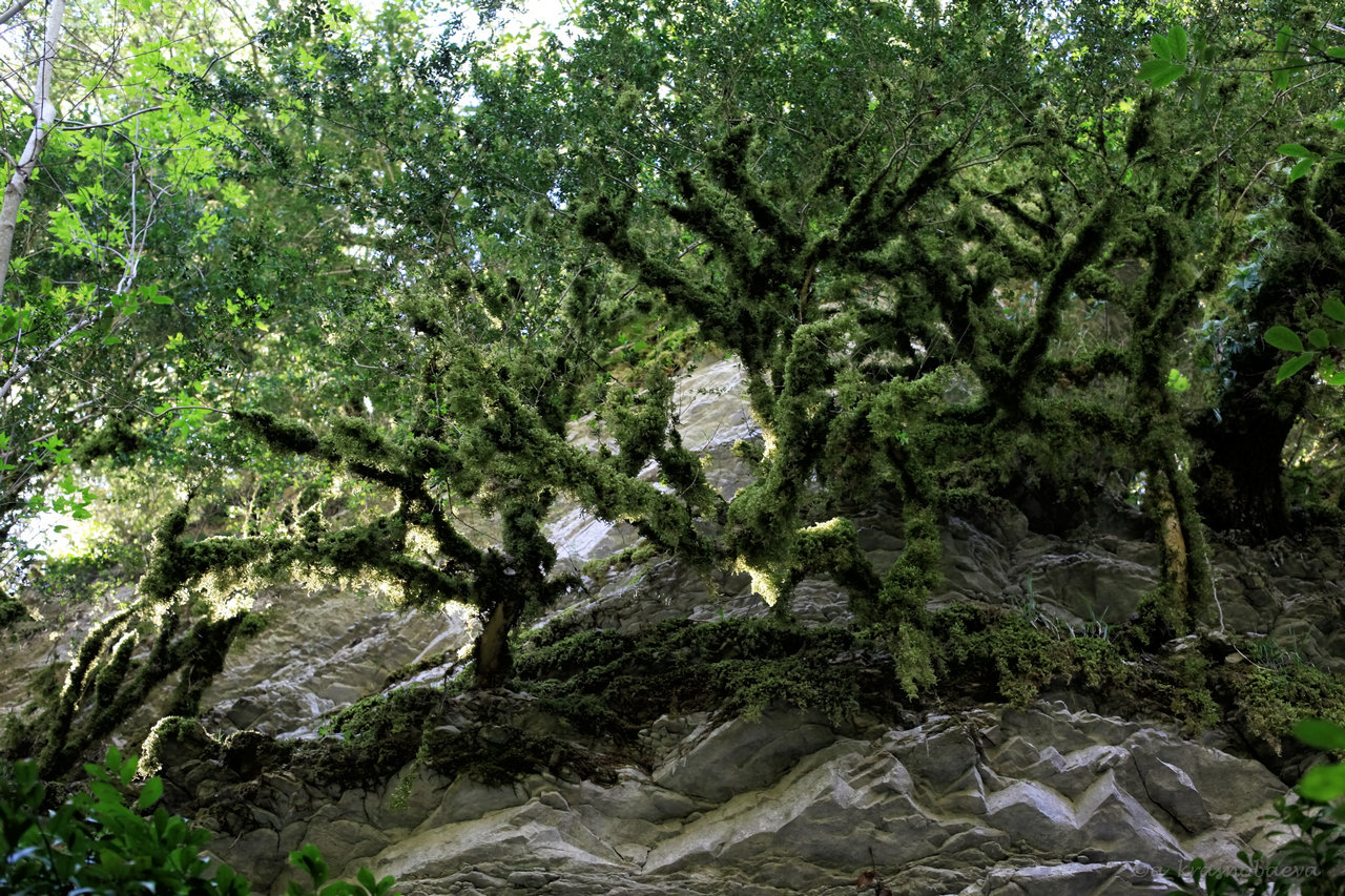 Большие деревья Кавказа