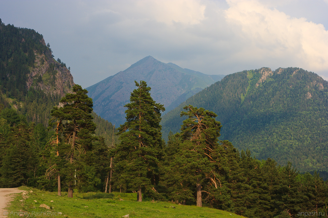 деревья северного кавказа фото и названия
