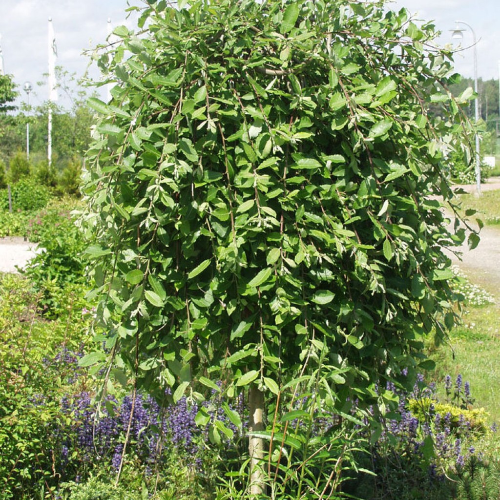 Ива Козья Salix caprea Kilmarnock