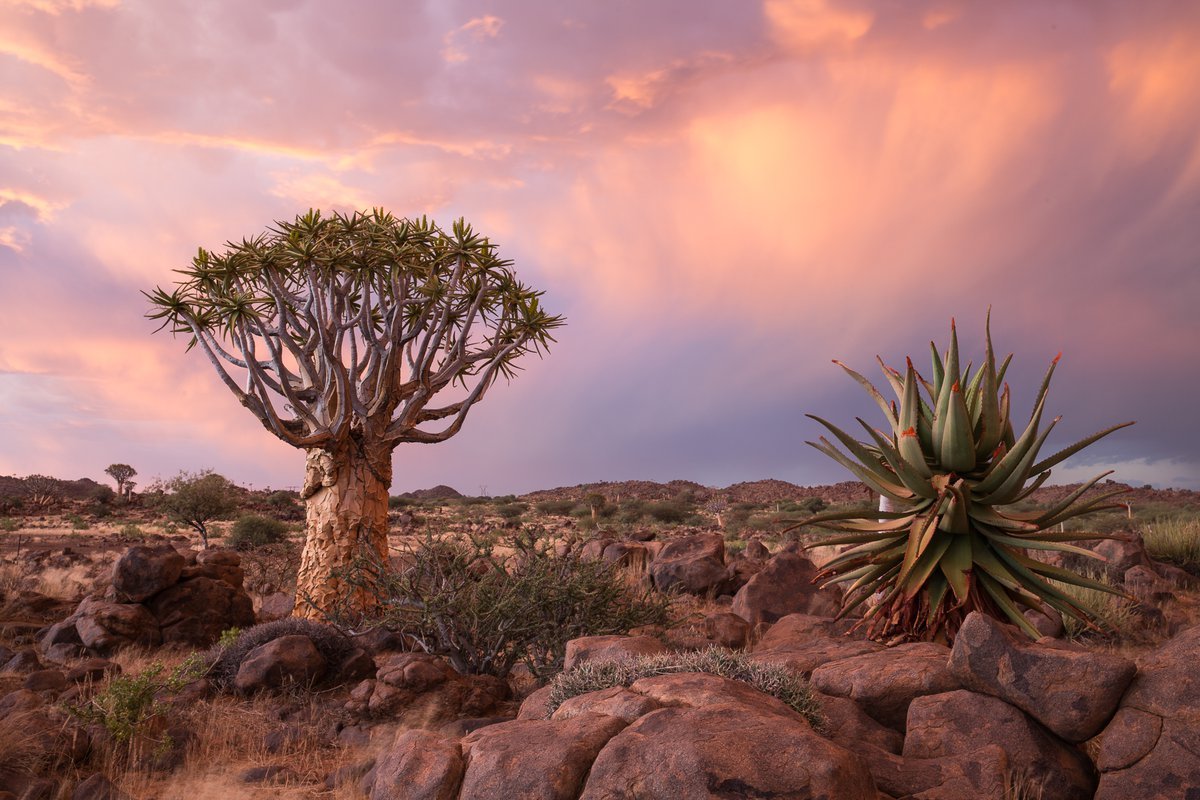Намибия пустыня Колчанное дерево