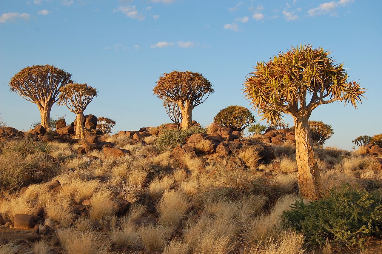 Лес колчанных деревьев Намибия