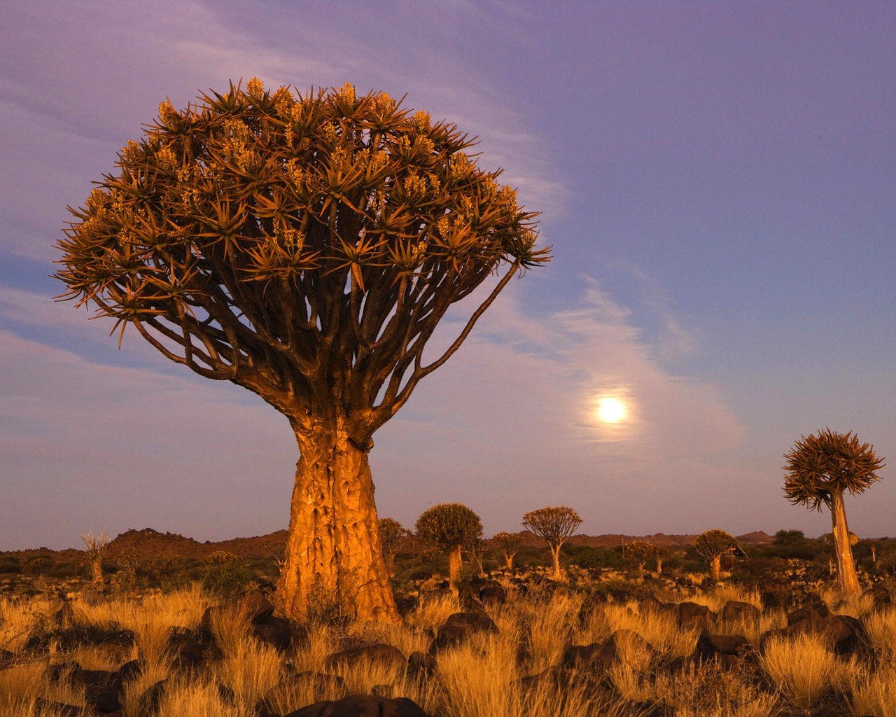 Намиб карликовое дерево