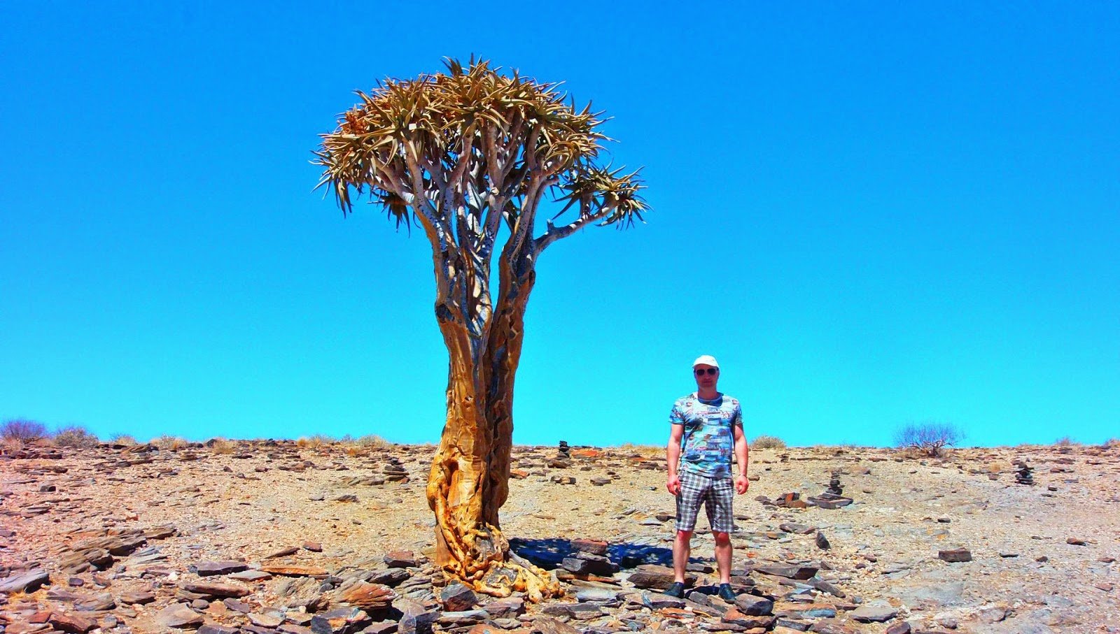 Растительность Намибии