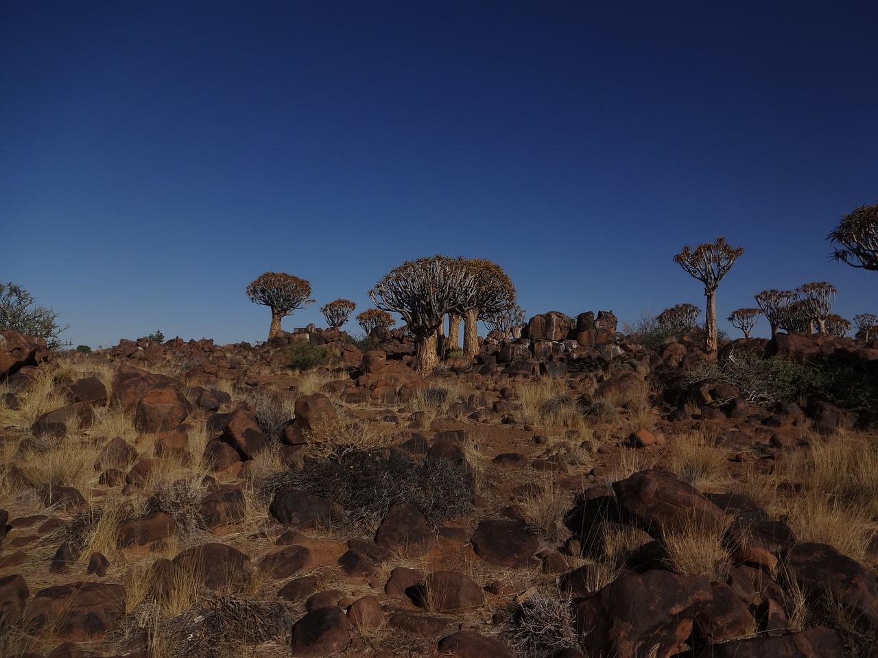 Колчанное дерево в пустыне Намиб