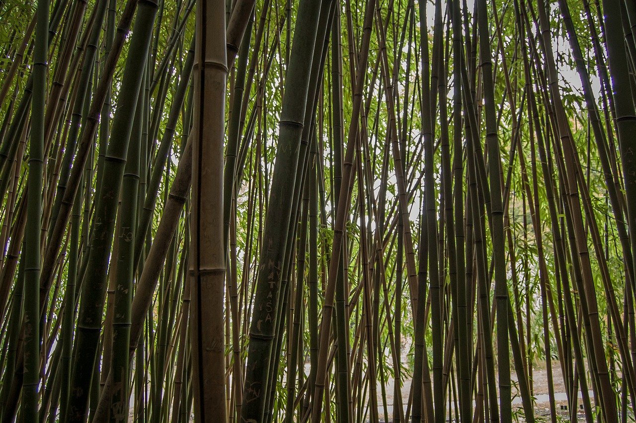 Декоративный бамбук садовый