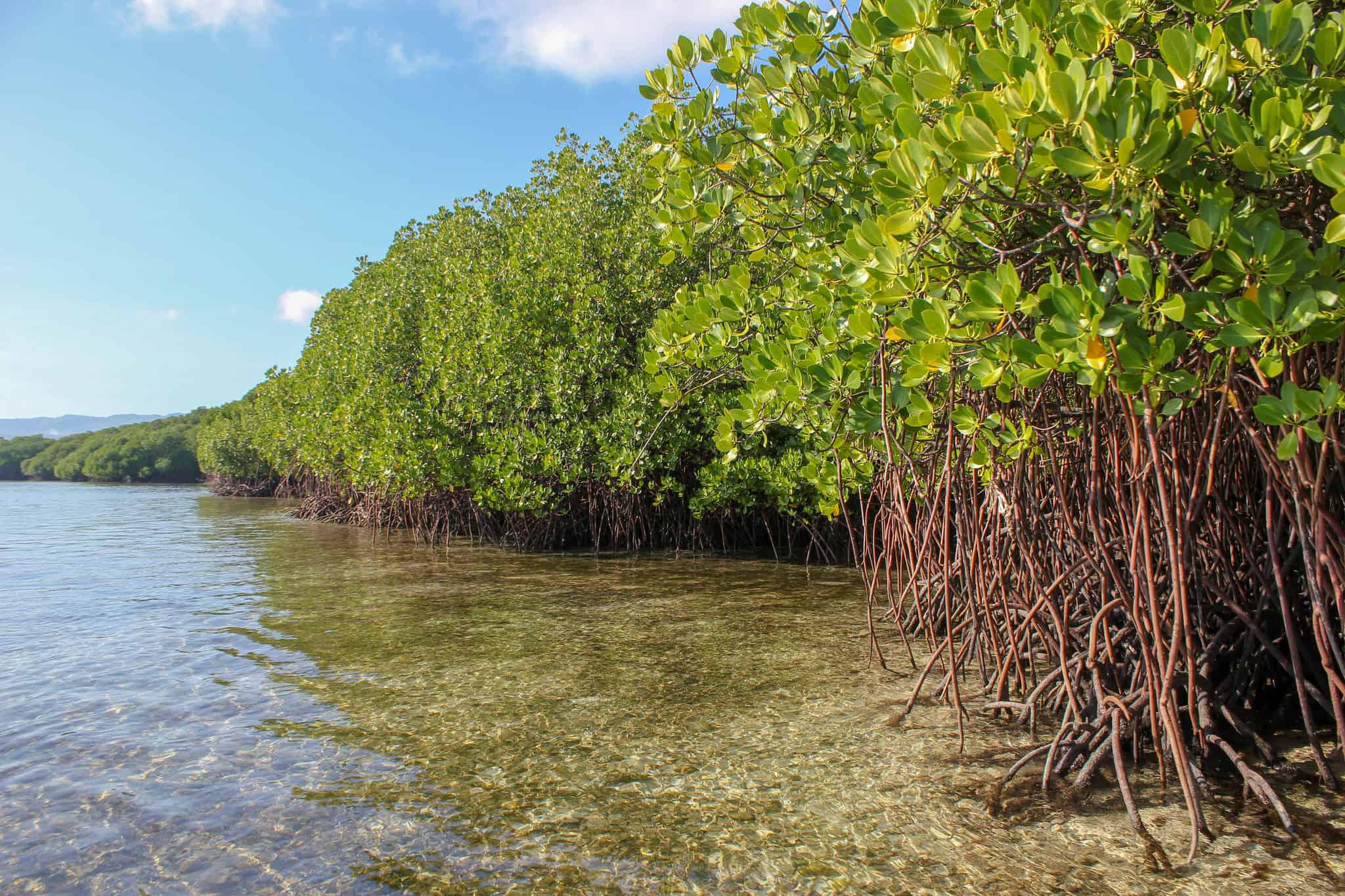 Габон мангровые леса