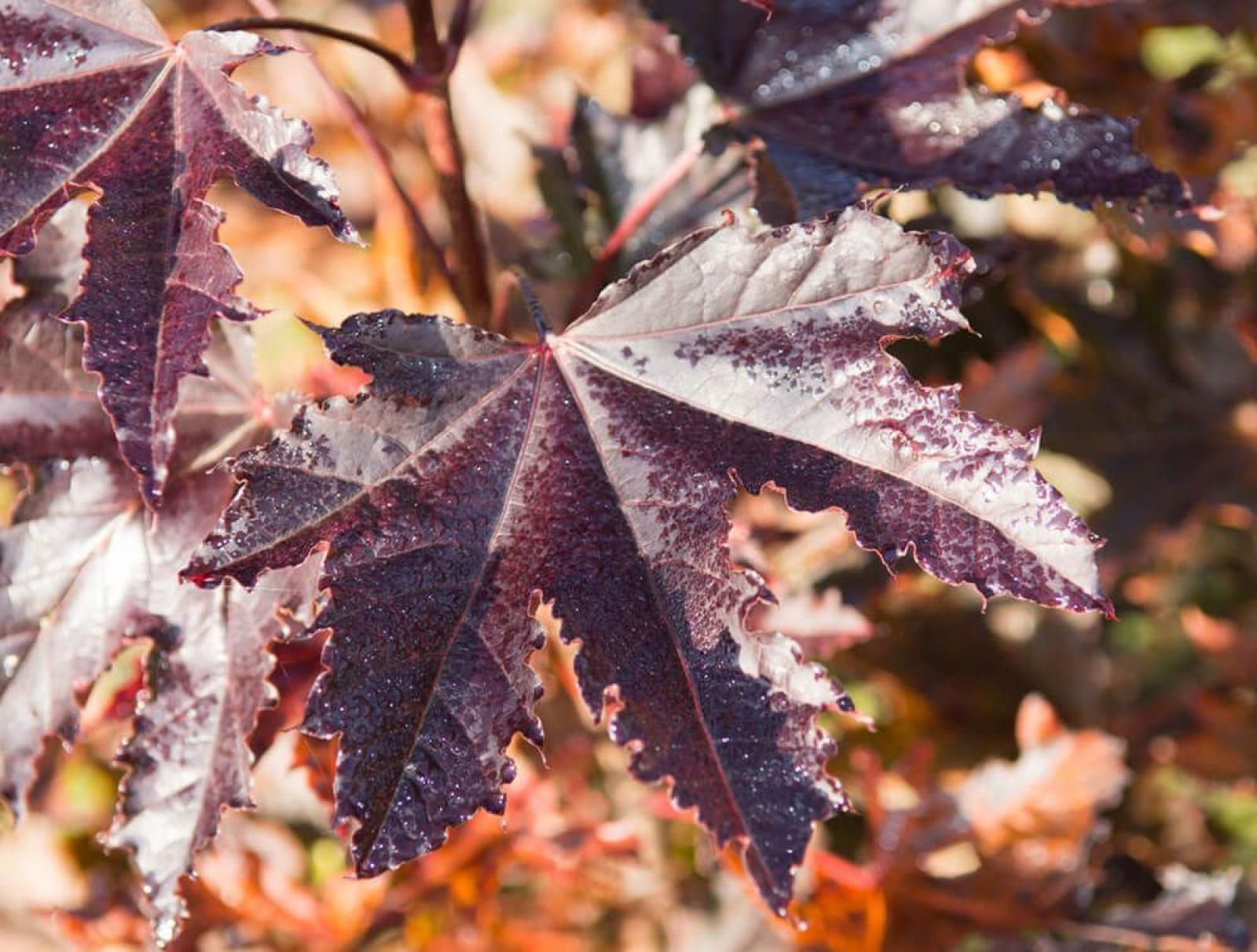 Acer platanoides Crimson Sentry