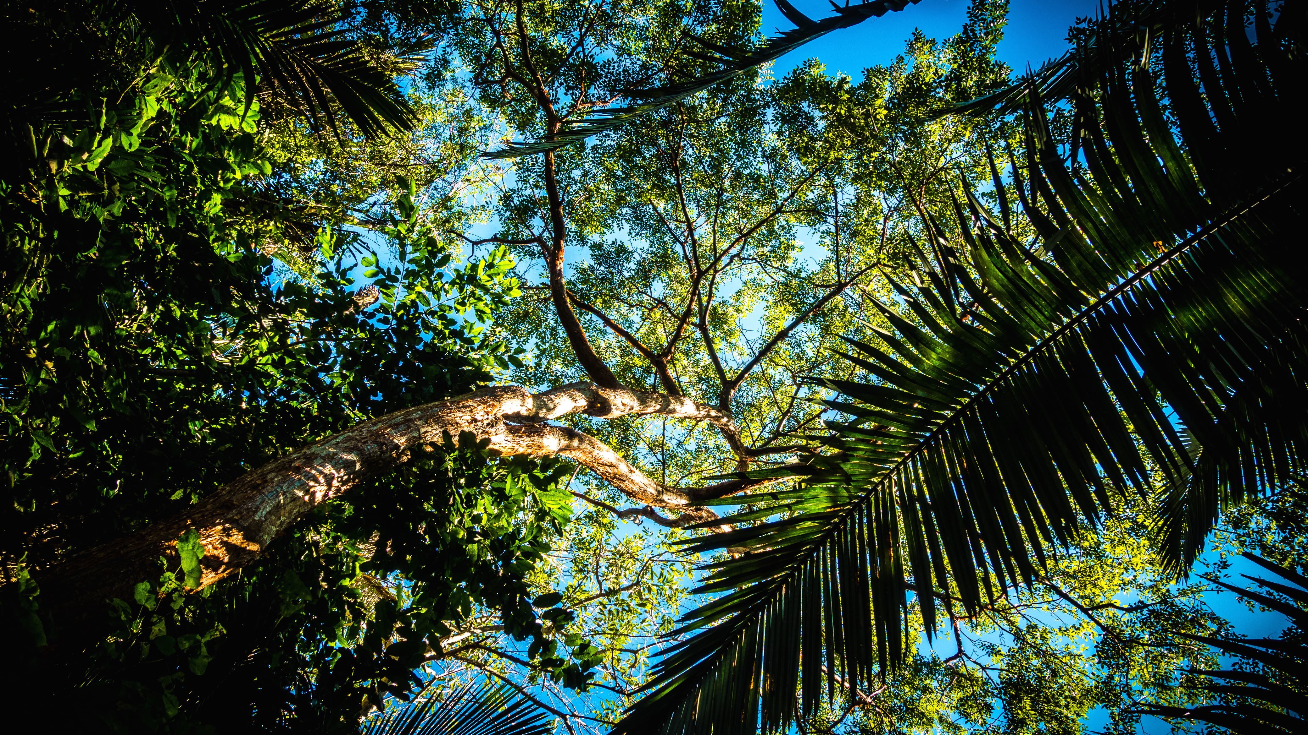 Деревья тропического леса