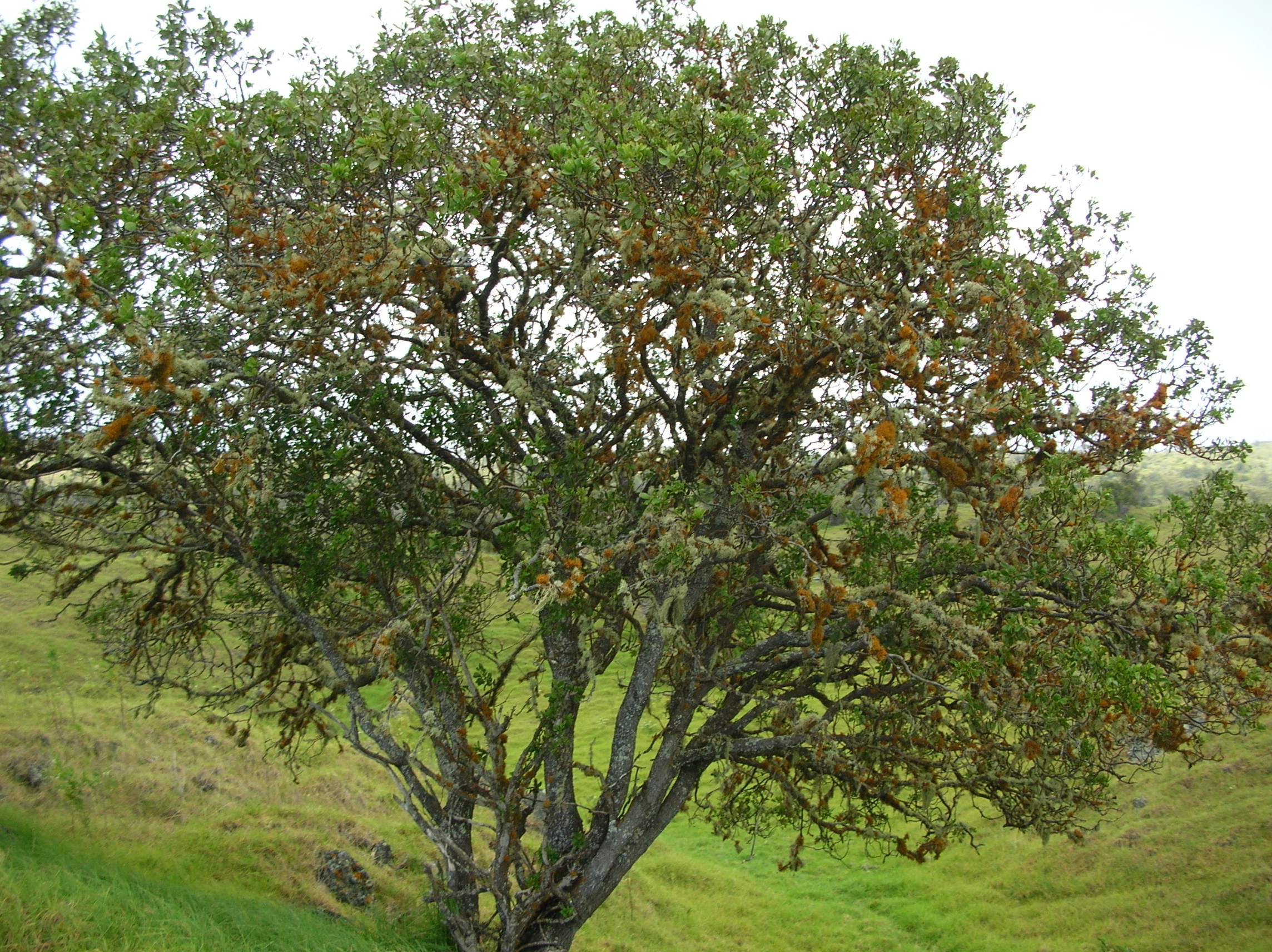 Сандаловое дерево Чили