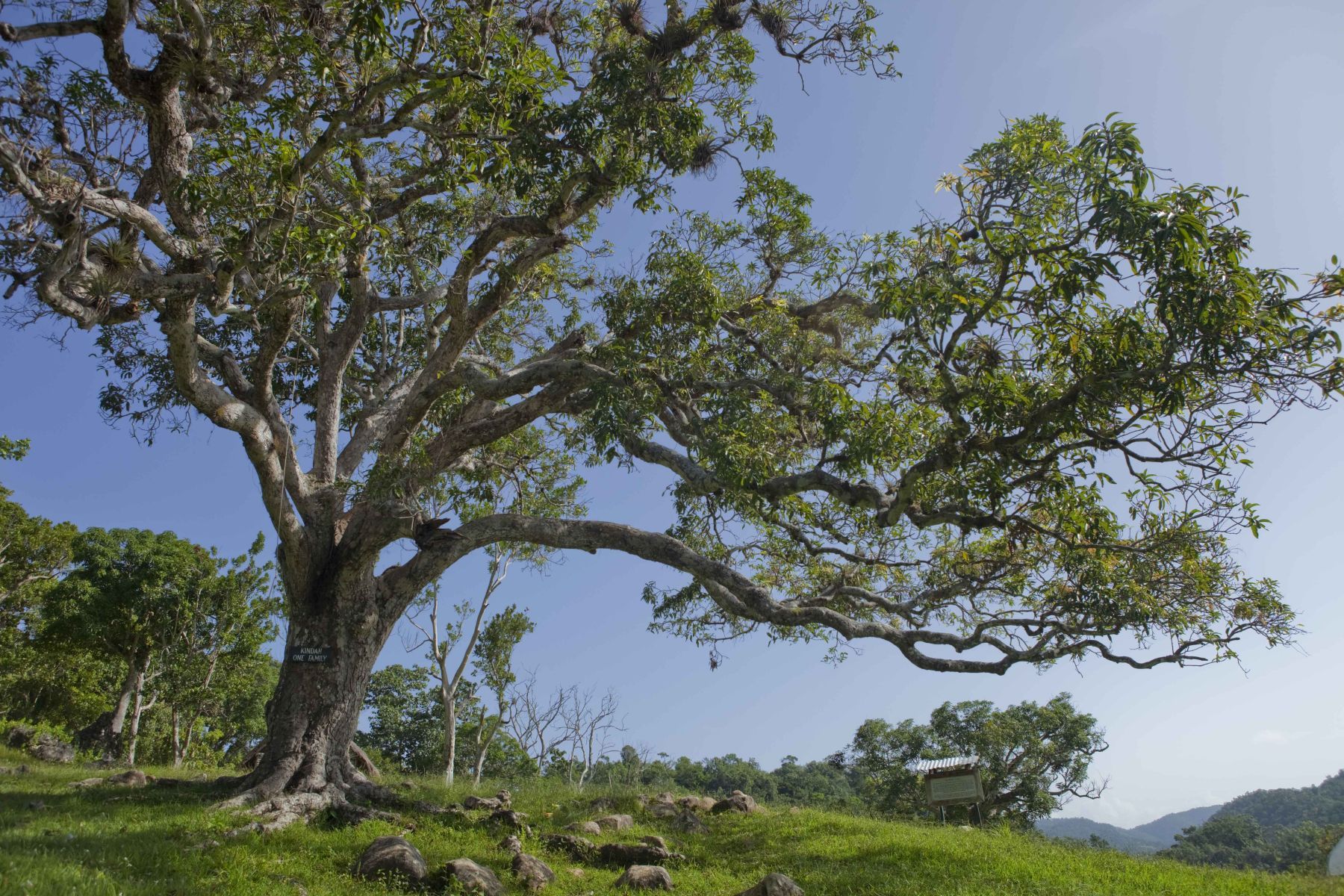 Сандаловое дерево Африка