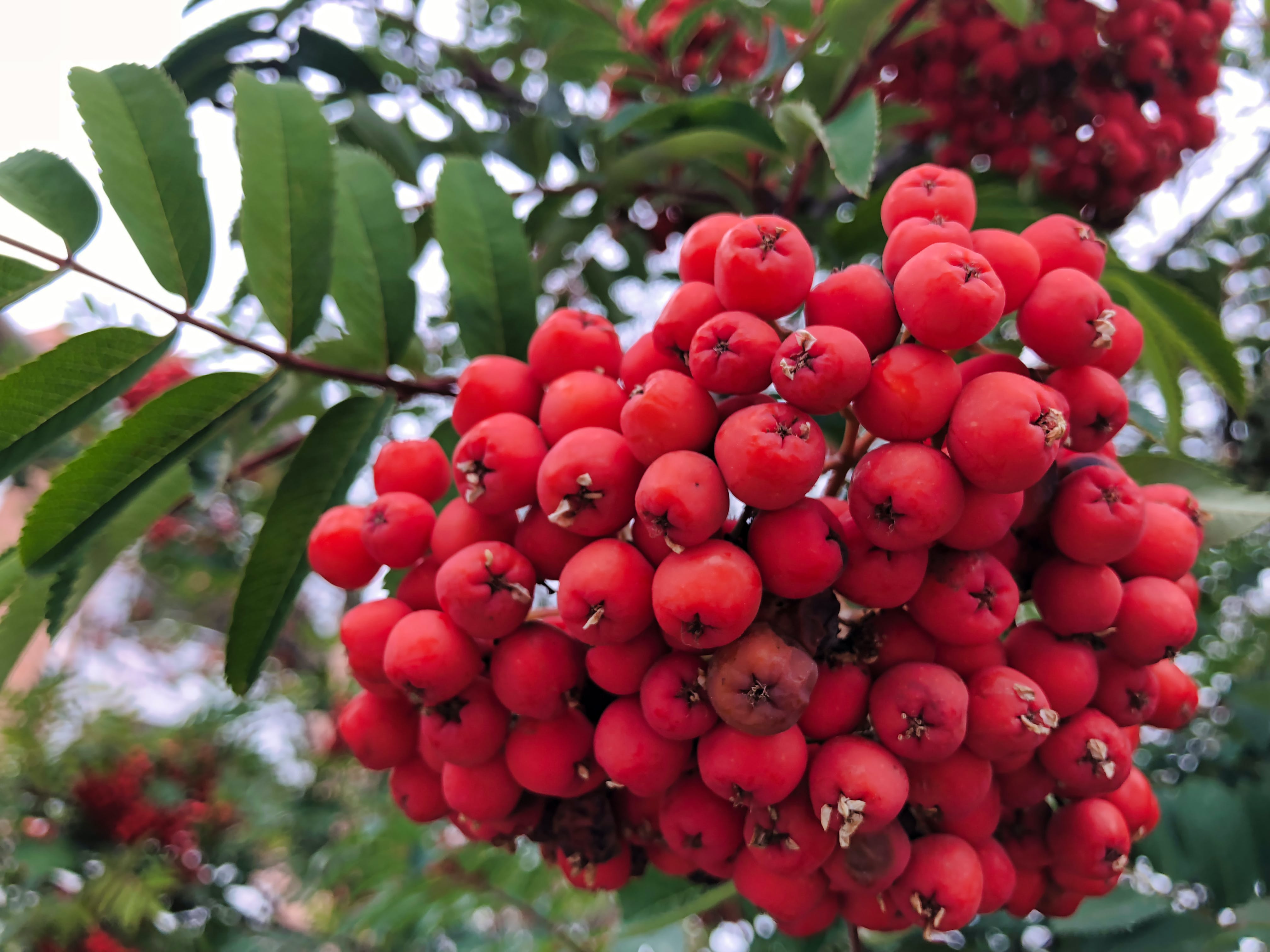 Красные ягоды на дереве название