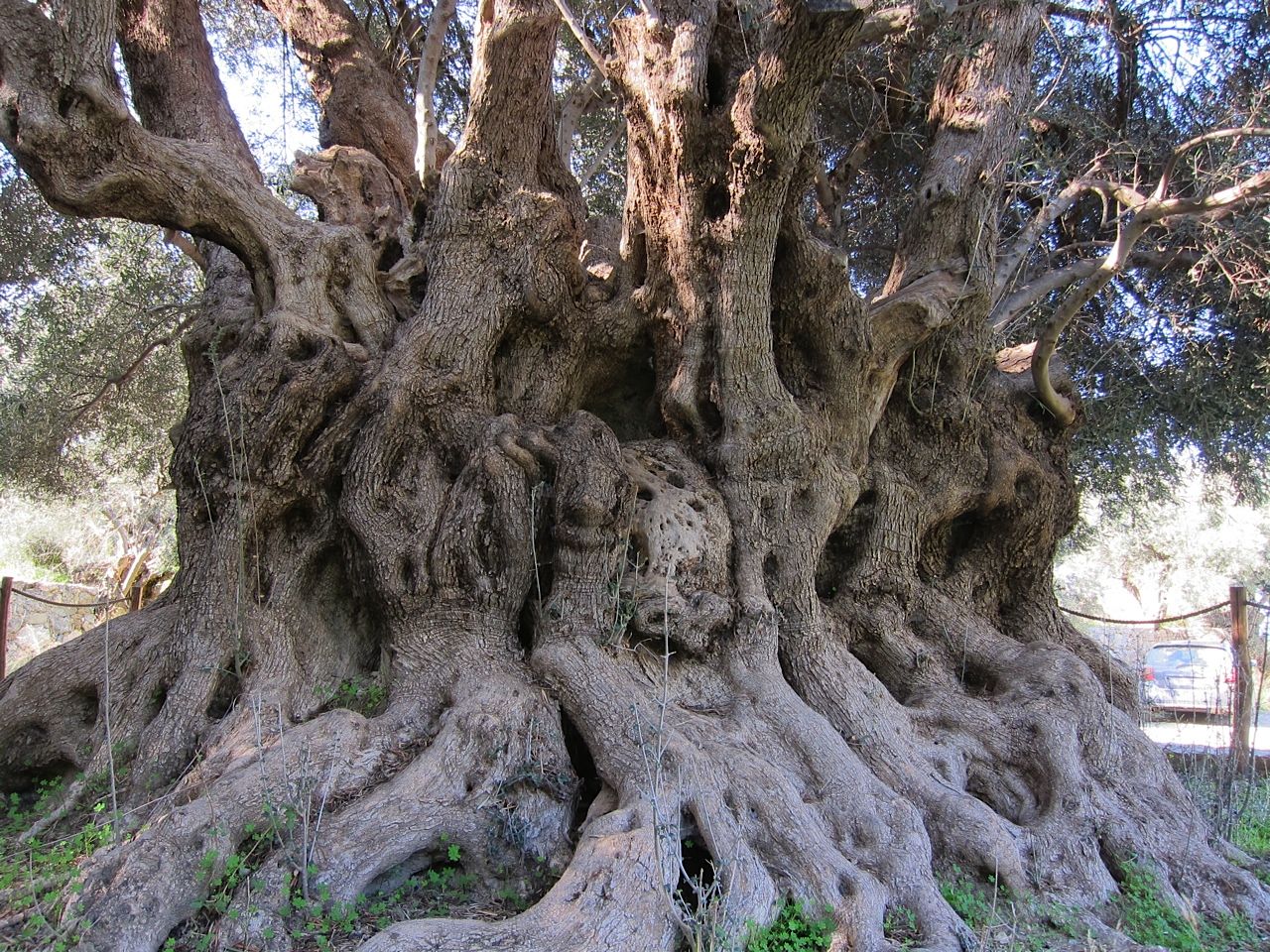 Деревья на Крите