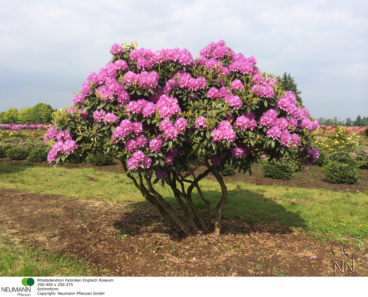 Рододендрон Понтийский дерево