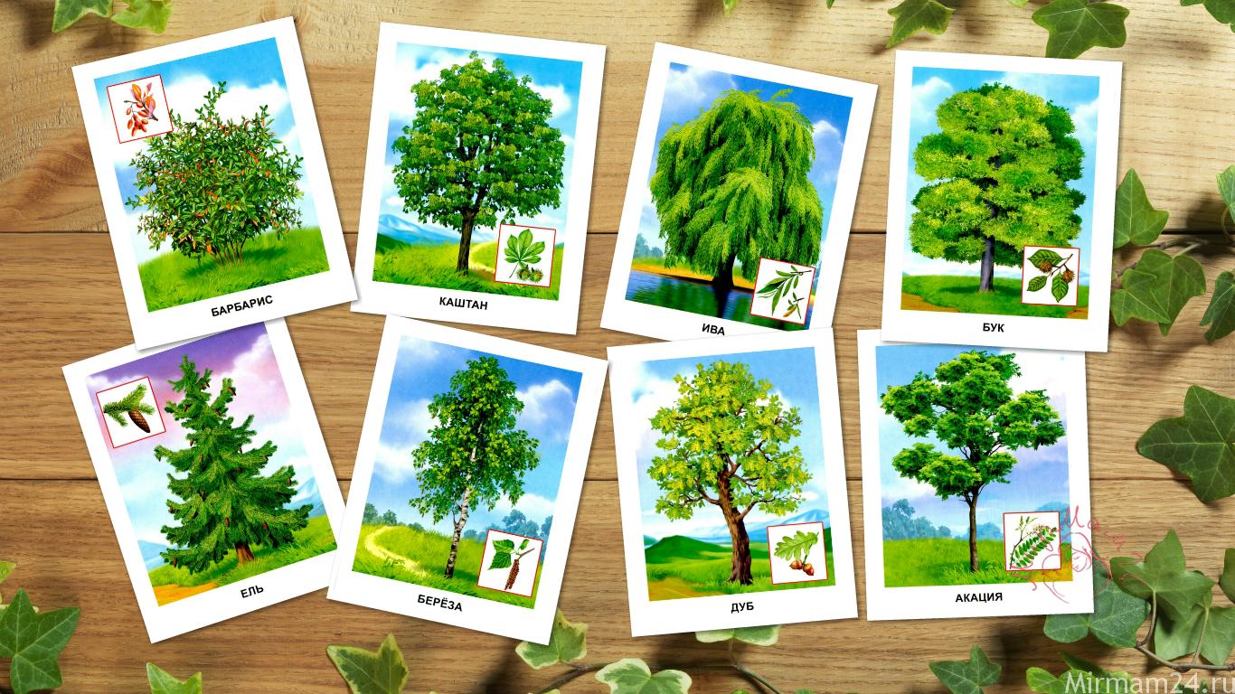 картинки разных деревьев с названиями для детей