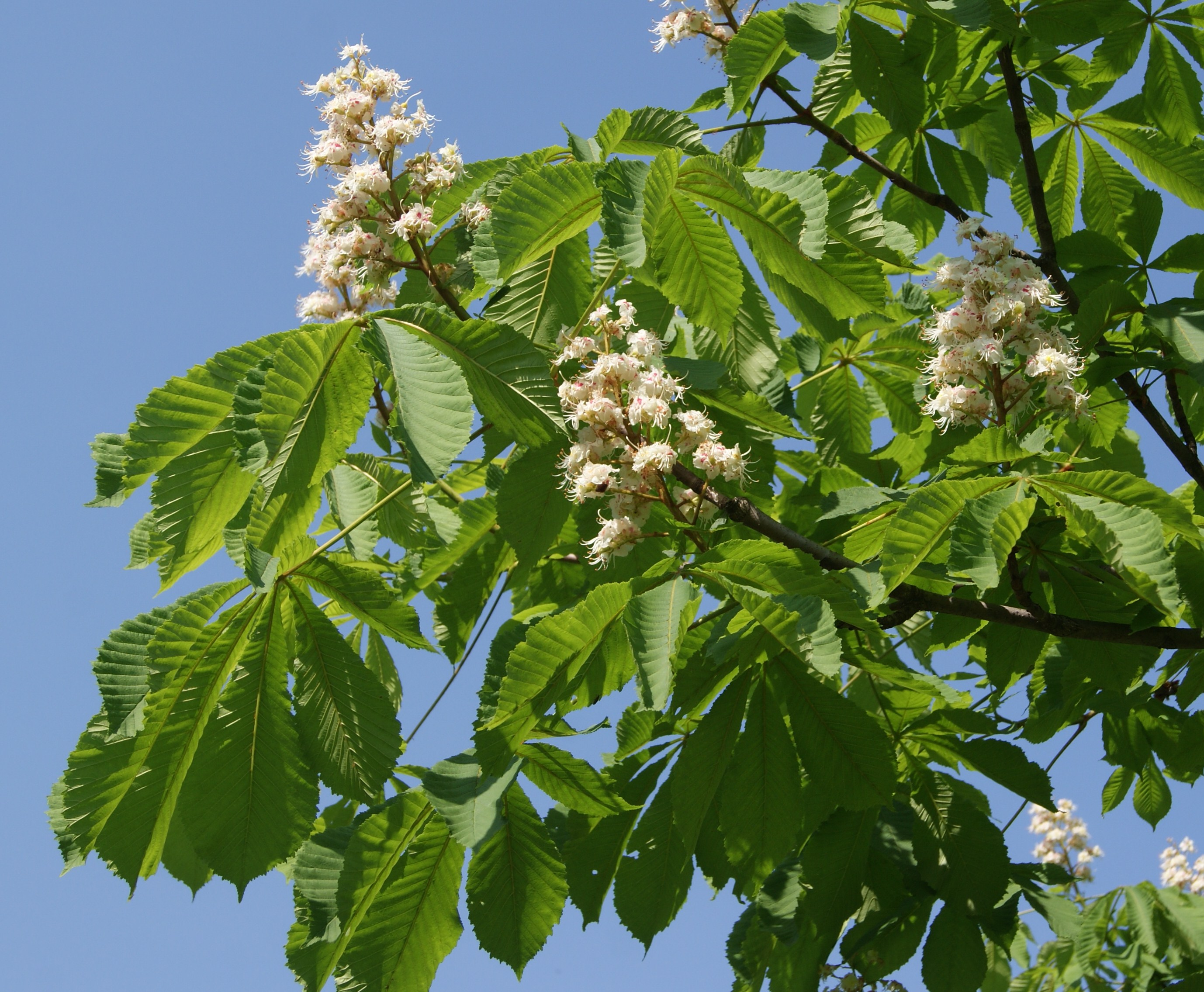 деревья москвы весной названия