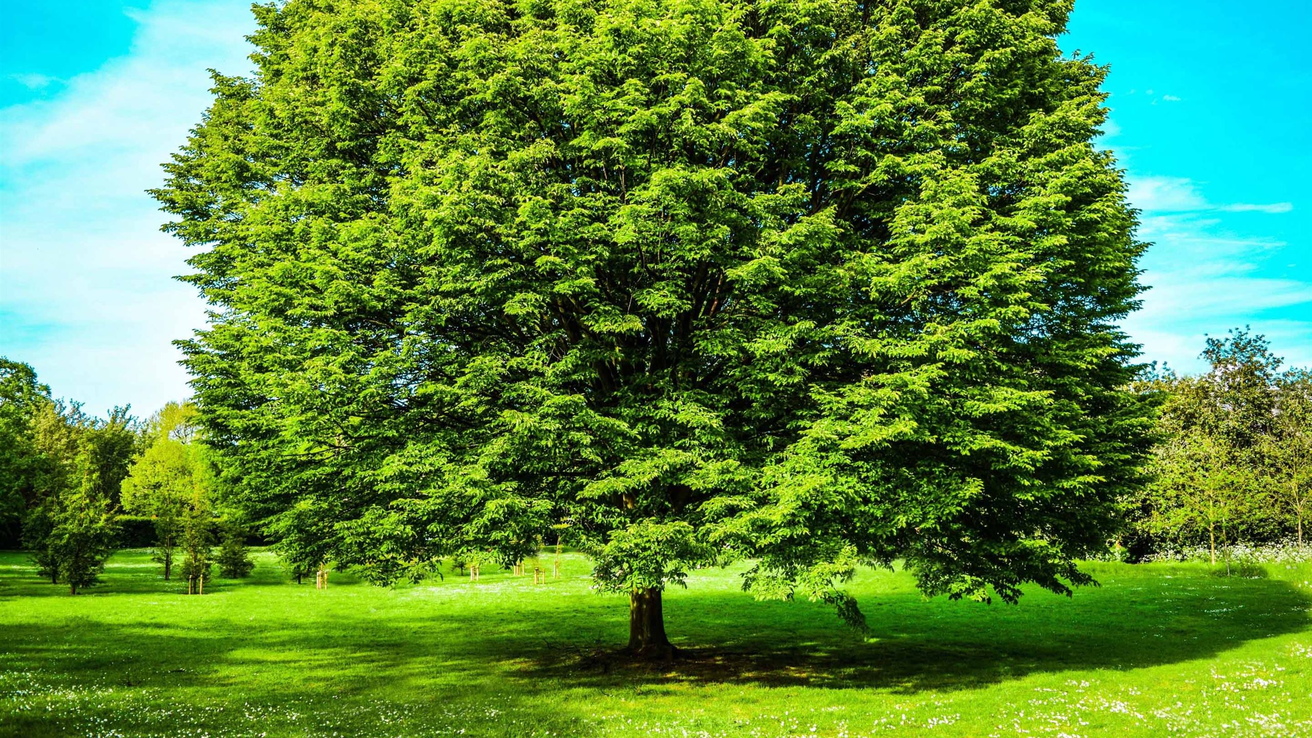 Деревья Фото Высокого Качества