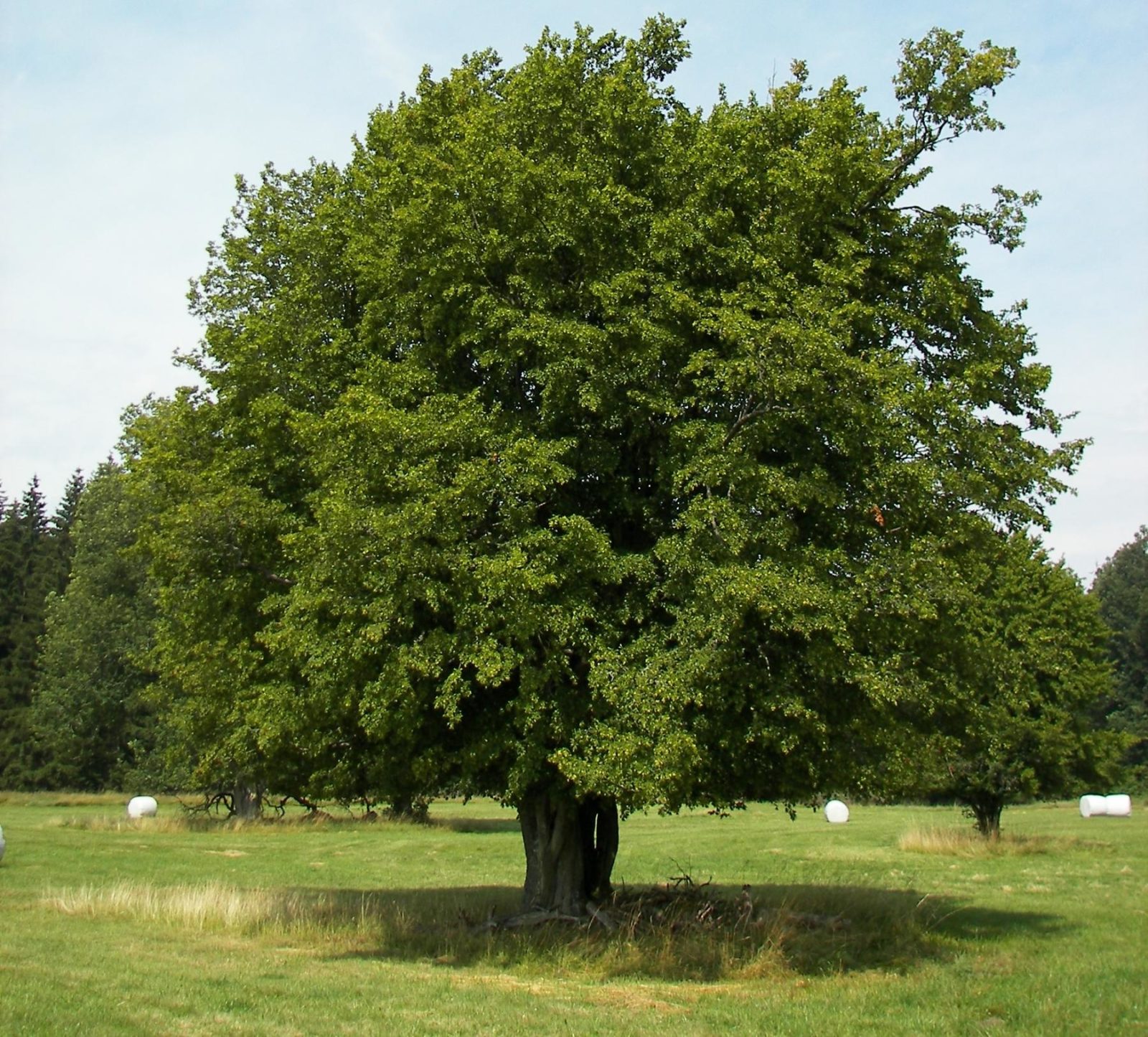 деревья болгарии