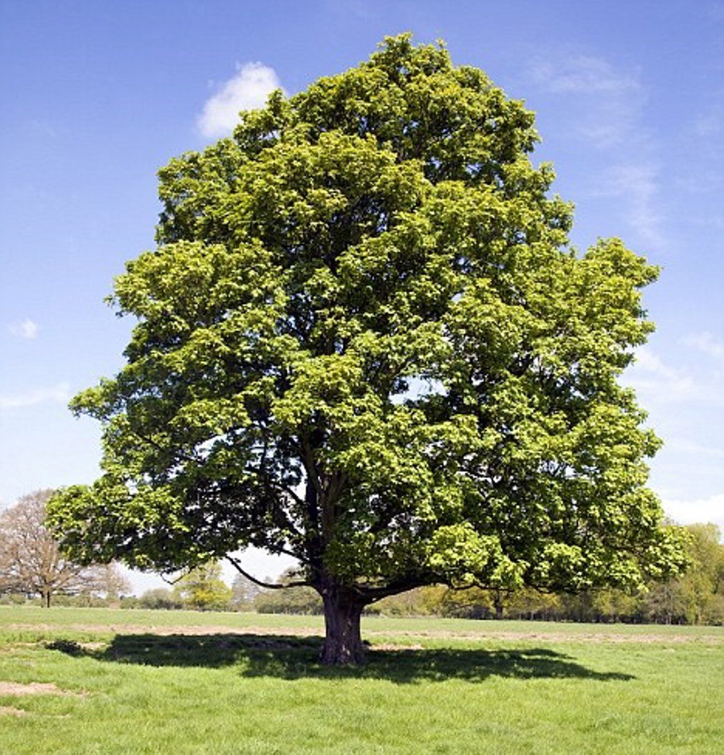 Sycamore дерево