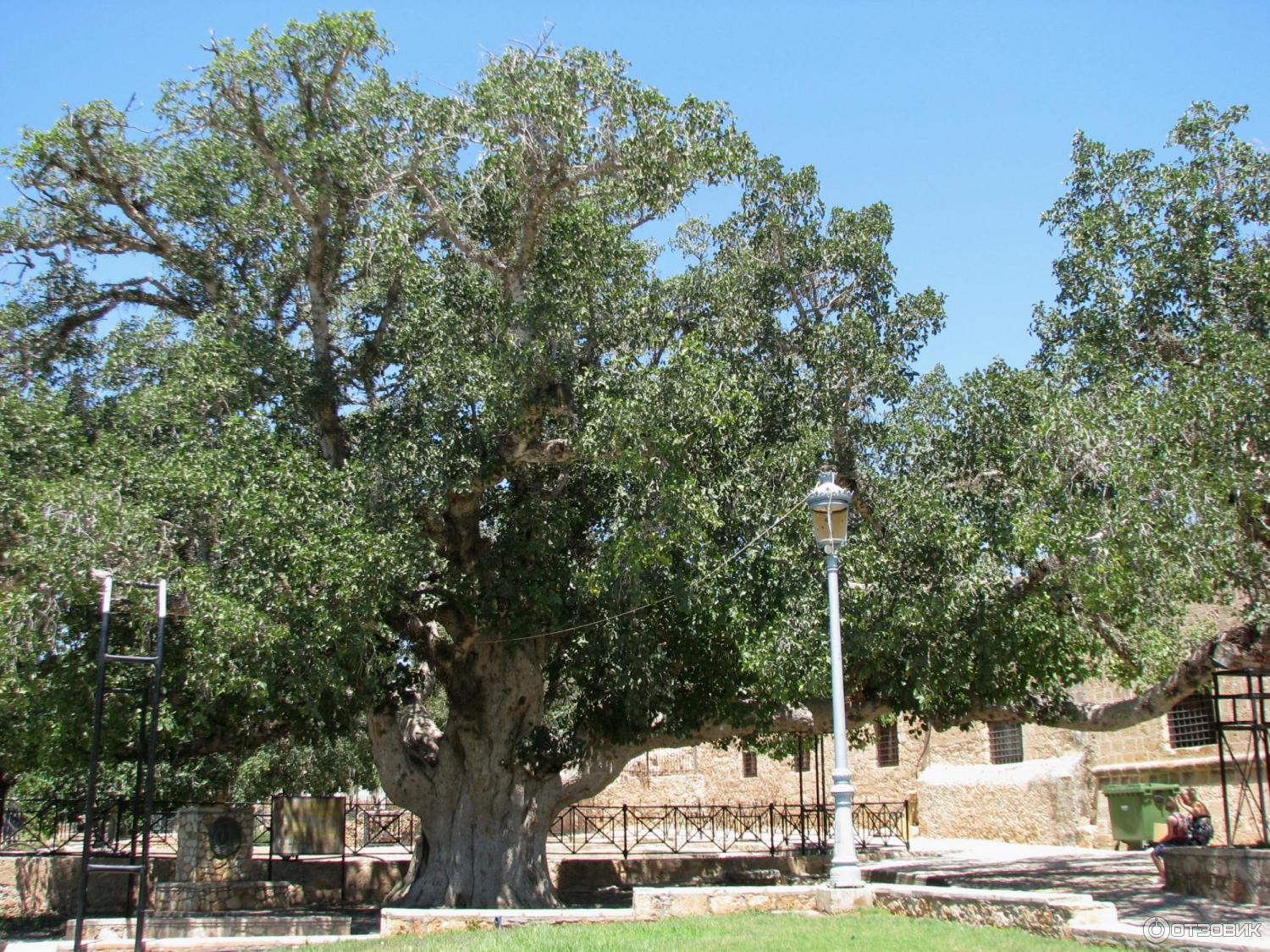 Айя Напа дерево сикомора