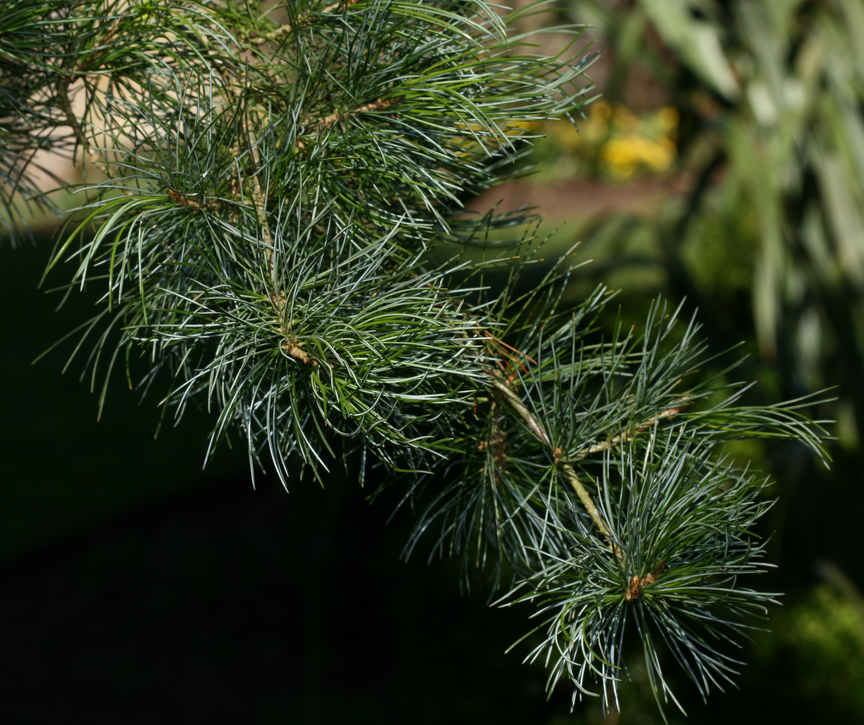 Pinus strobus Horsford