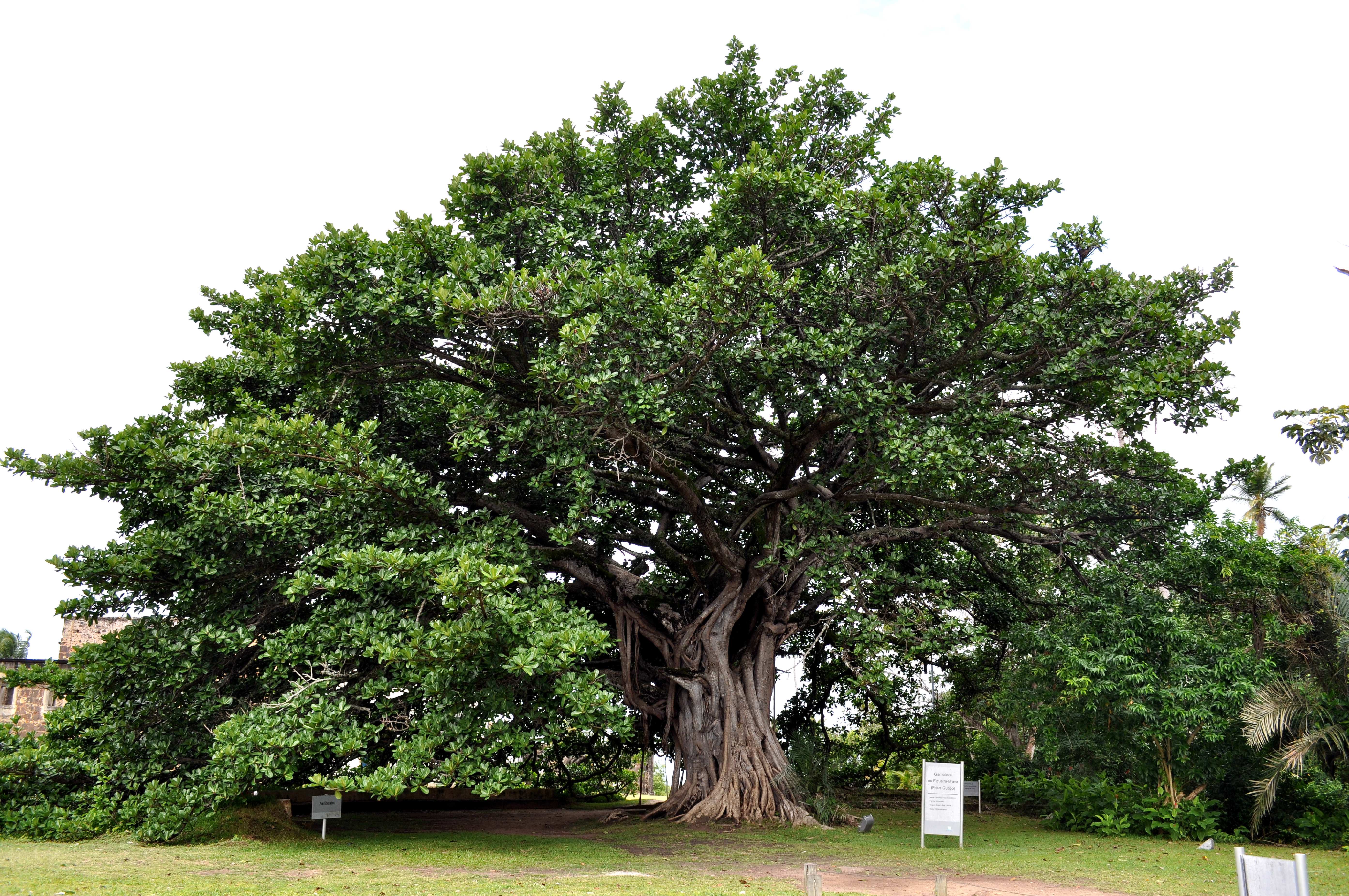 Тимбо дерево
