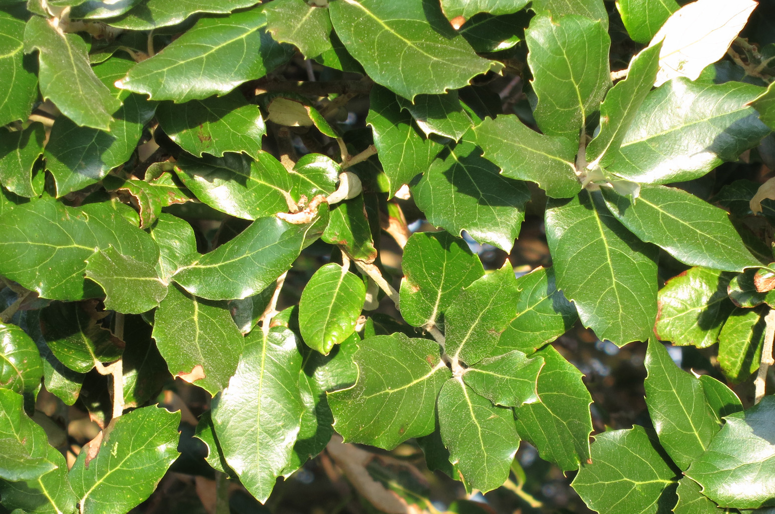 Дуб каменный Quercus Ilex