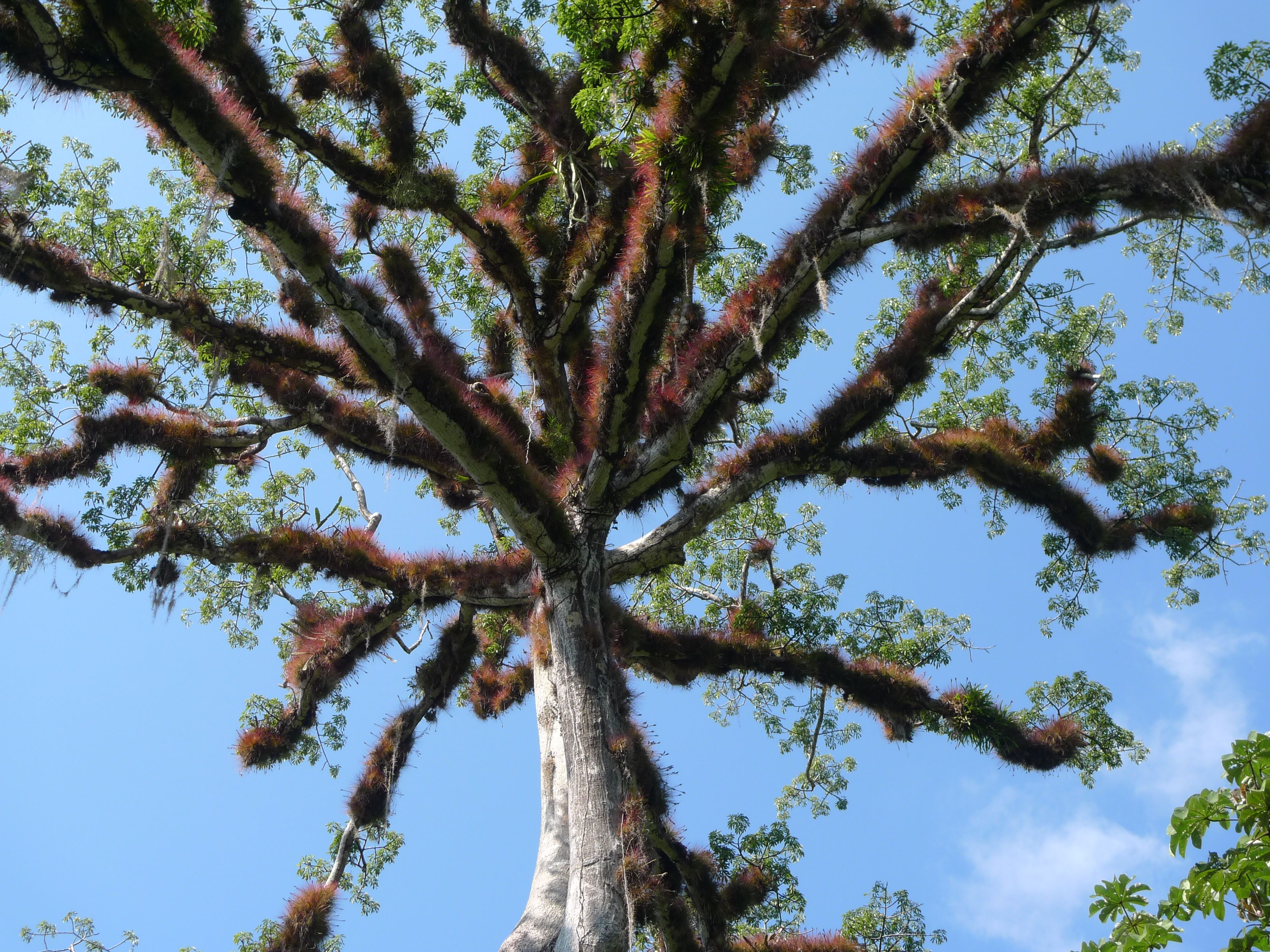 Хлопковое дерево (Ceiba speciosa)