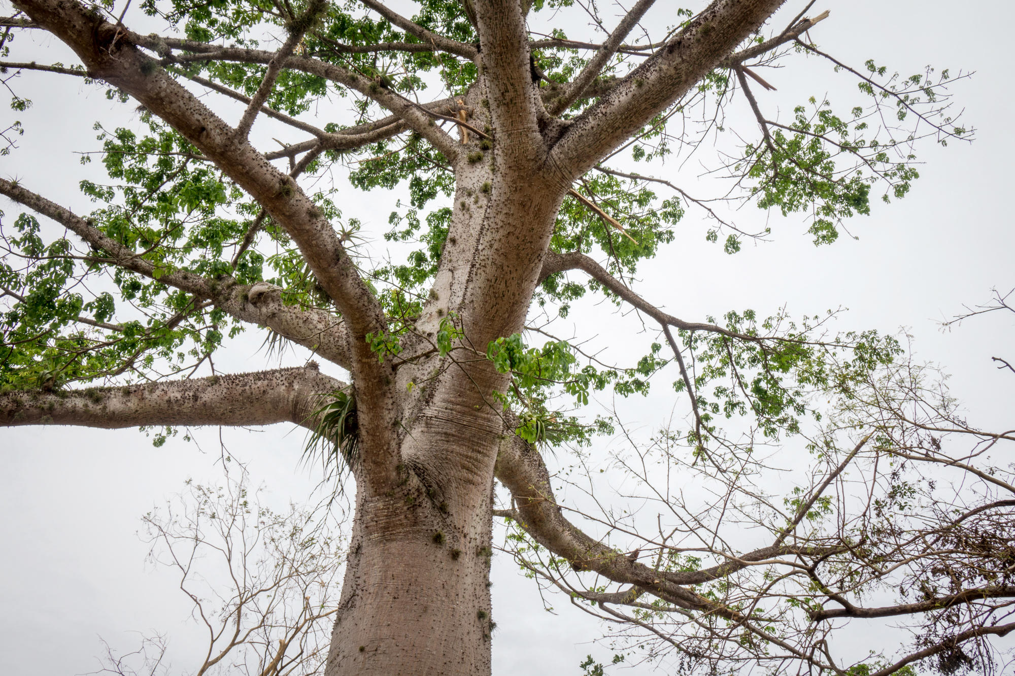 Сейба мелколистная (Ceiba parvifolia) с корнями