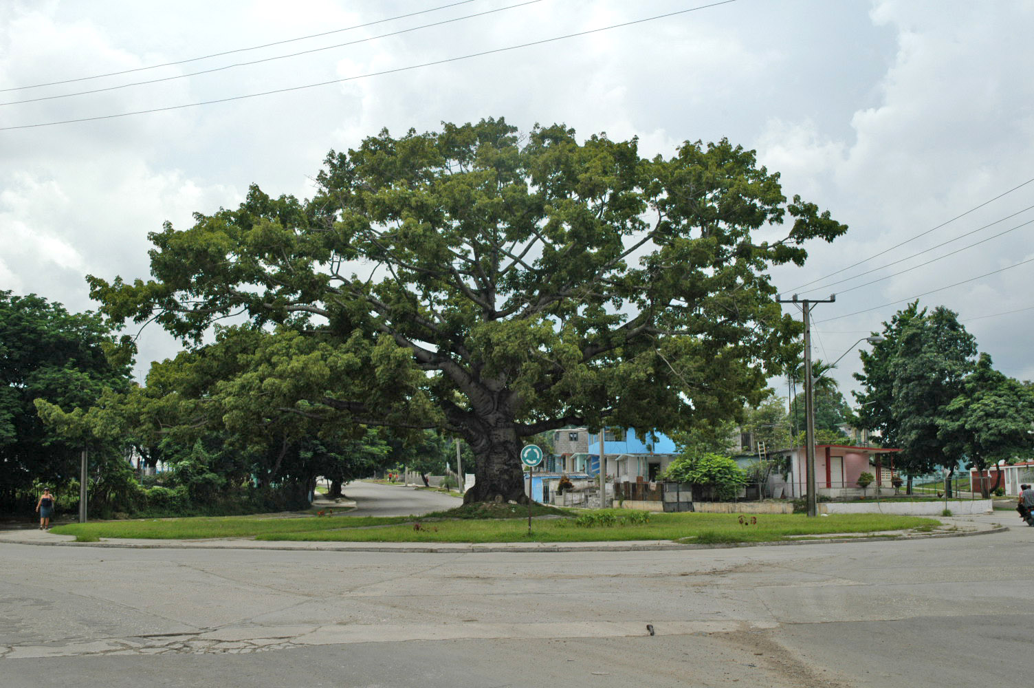 Дерево ,,Сейба,, на Кубе